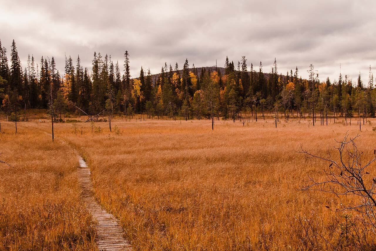 Kansallispuistossa UKK-reitti tunnetaan Pahakurun kierroksena. Taustalla Iso Pyhätunturi. Kuva: Tapani Leppänen.