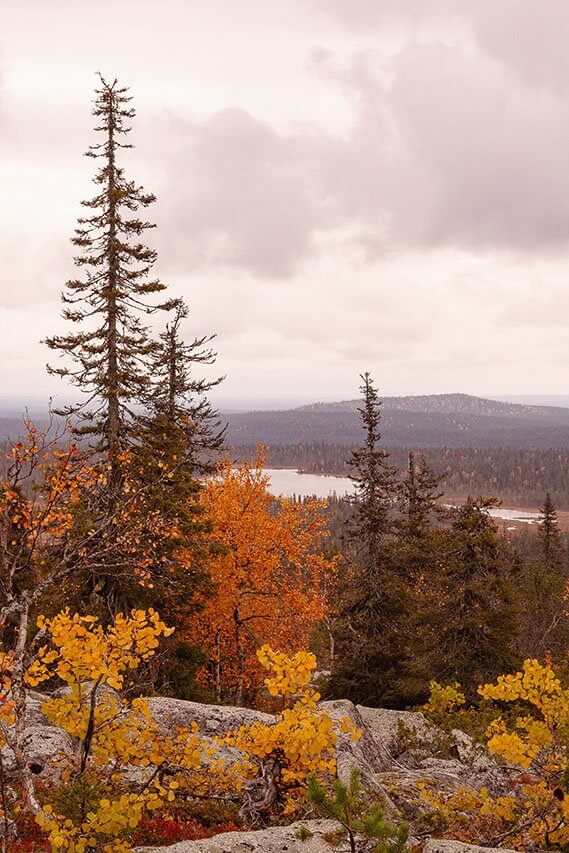 Kansallispuiston hulppeimmat maisemat avautuvat Pyhätunturin rinteeltä. Kuva: Tapani Leppänen.