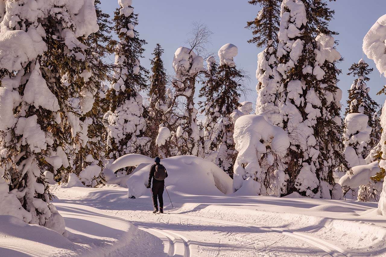 Pyhän ja Luoston välinen latu kulkee tykkylumen koristamassa lakikuusikossa. Kuva: Tapani Leppänen.