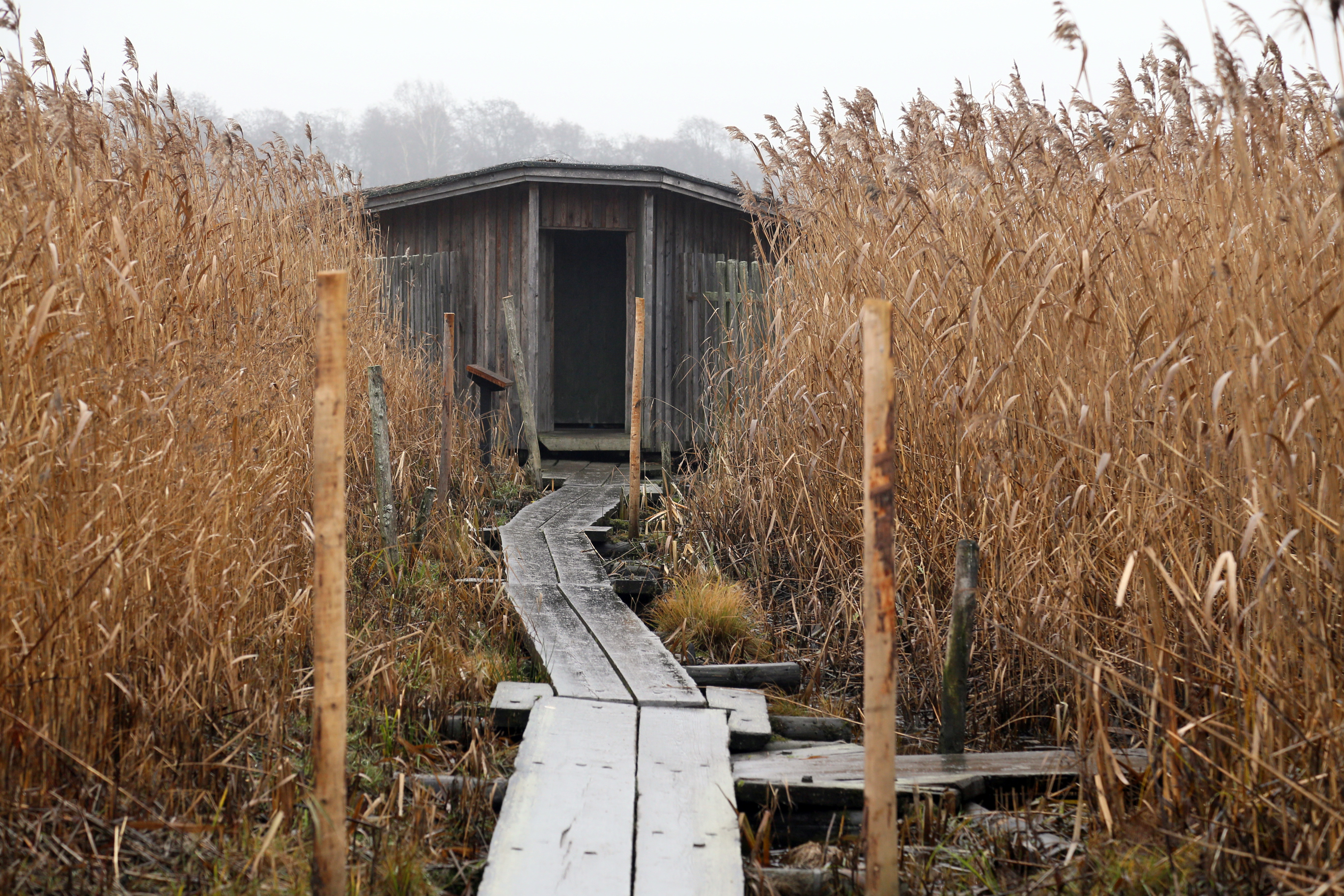 Luonnon Syli -polulta poikkeaa pitkospuut myös salaperäiselle piilokojulle. ,Noin kilometrin mittainen esteetön polku sopii monelle