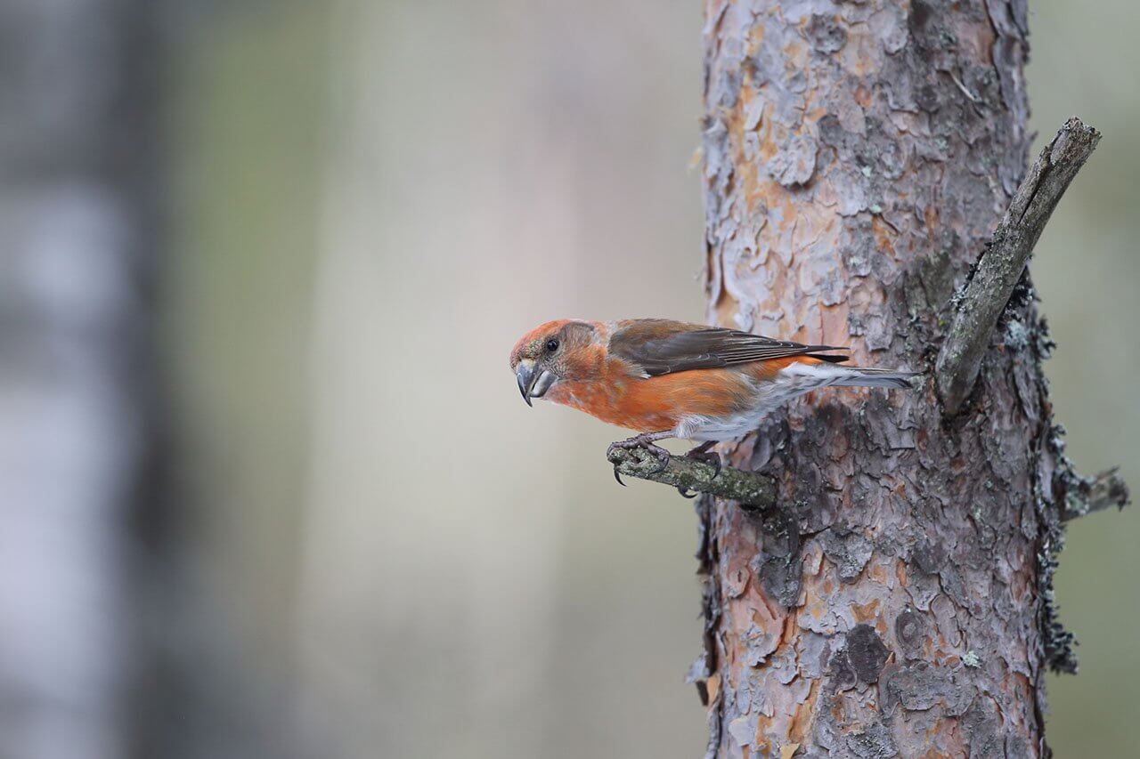 Kuva: Pertti Koskimies.