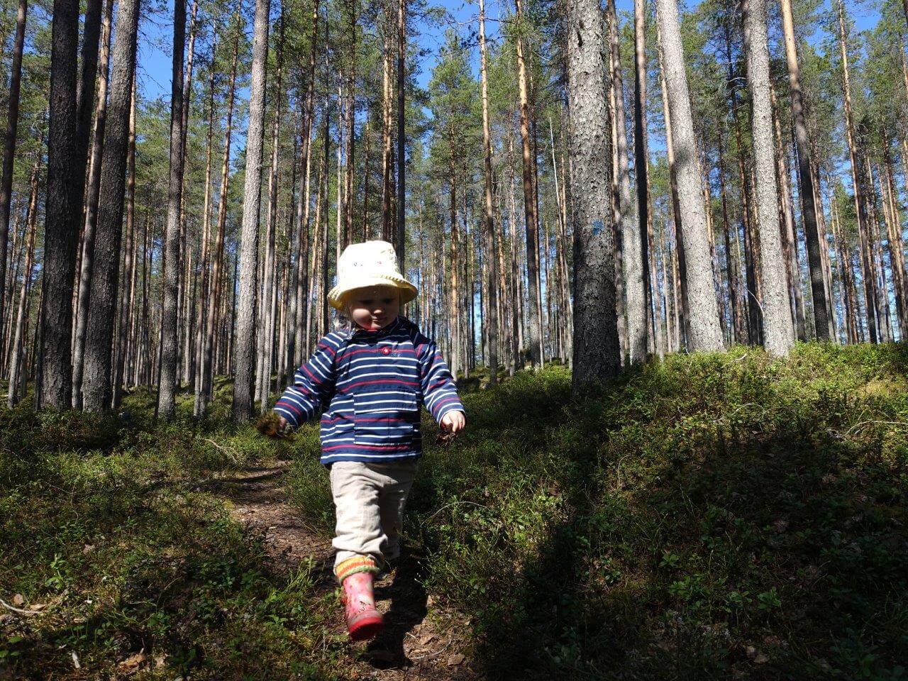 Iso-Palosen helppokulkuiset polut kulkevat kuivien männiköiden halki. Taukopaikat sijaitsevat kauniilla paikoilla järvien rannoilla.