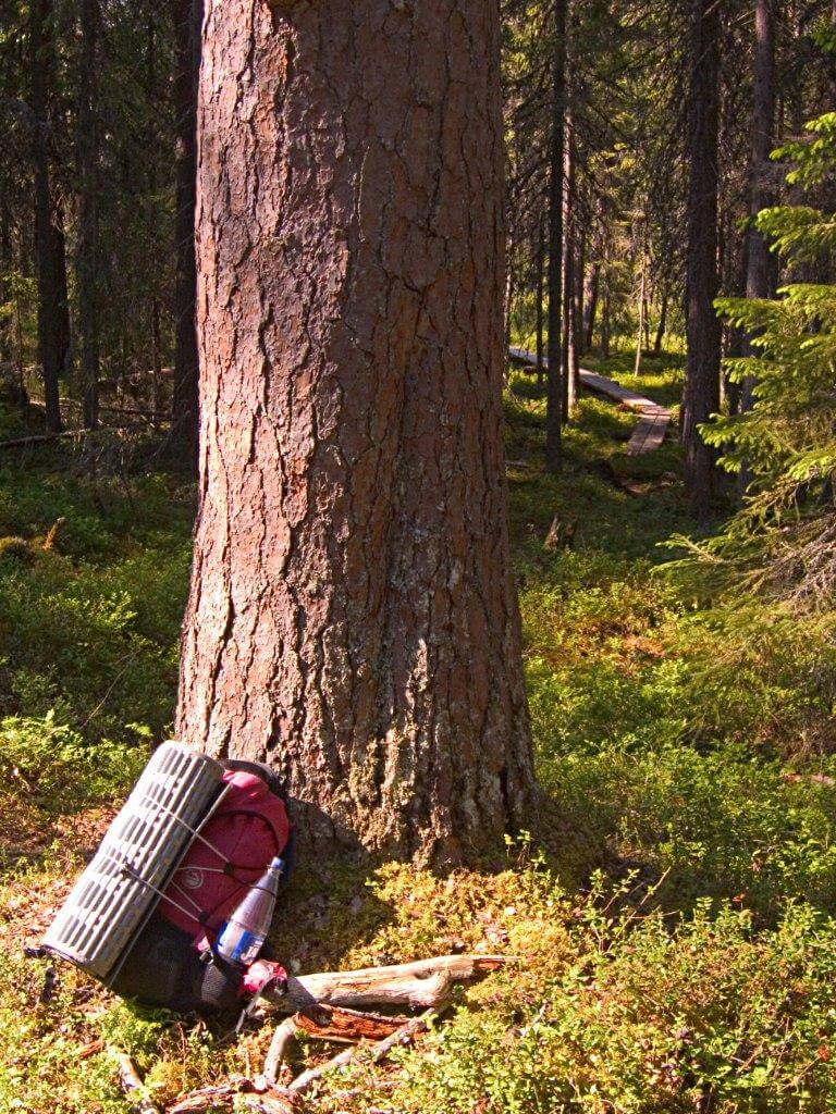 Jämäsvaarassa on aarnimetsän tunnelma.