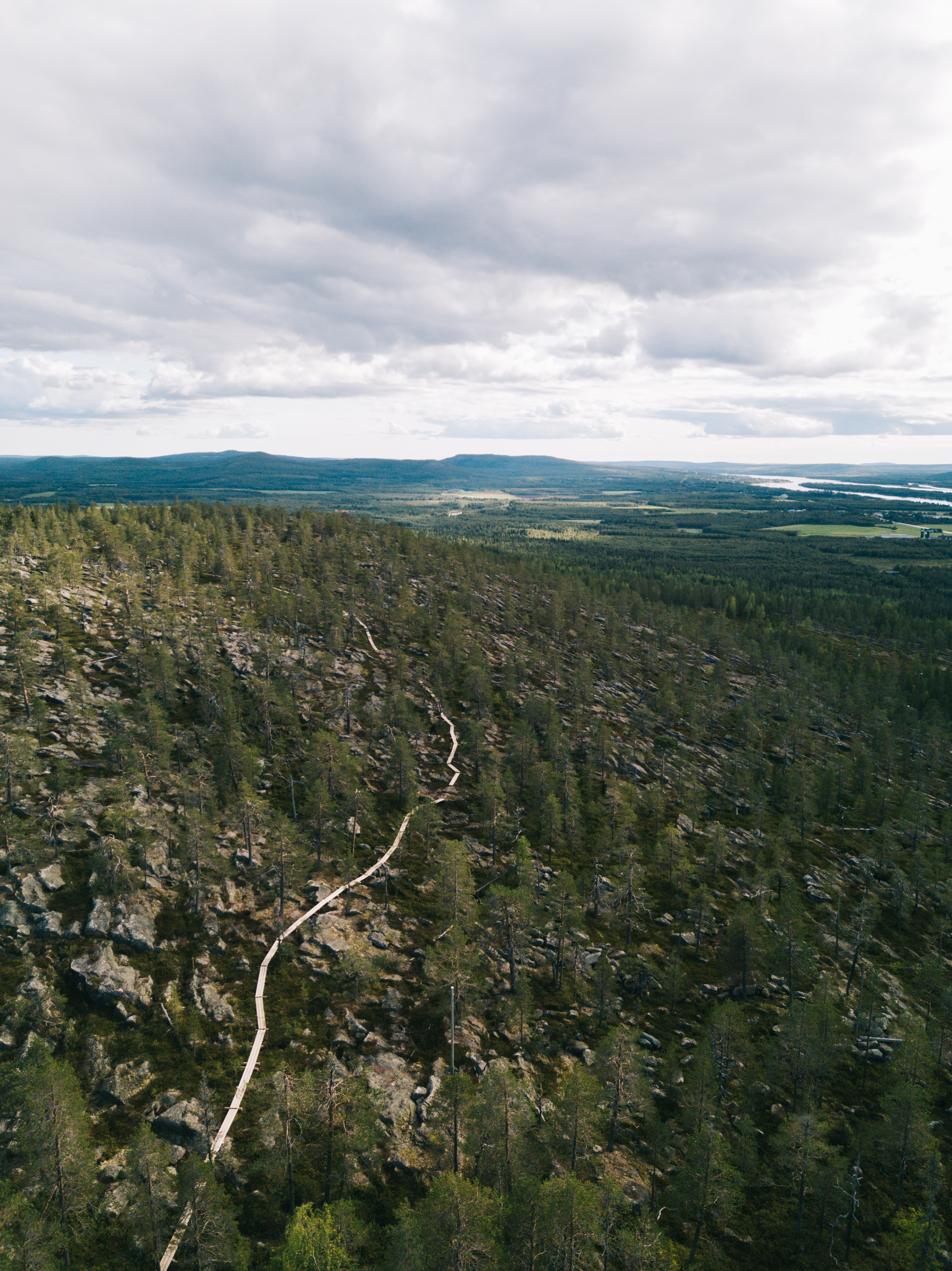 Aurinkovaarojen jotos. Kuva: Marinella Himari.