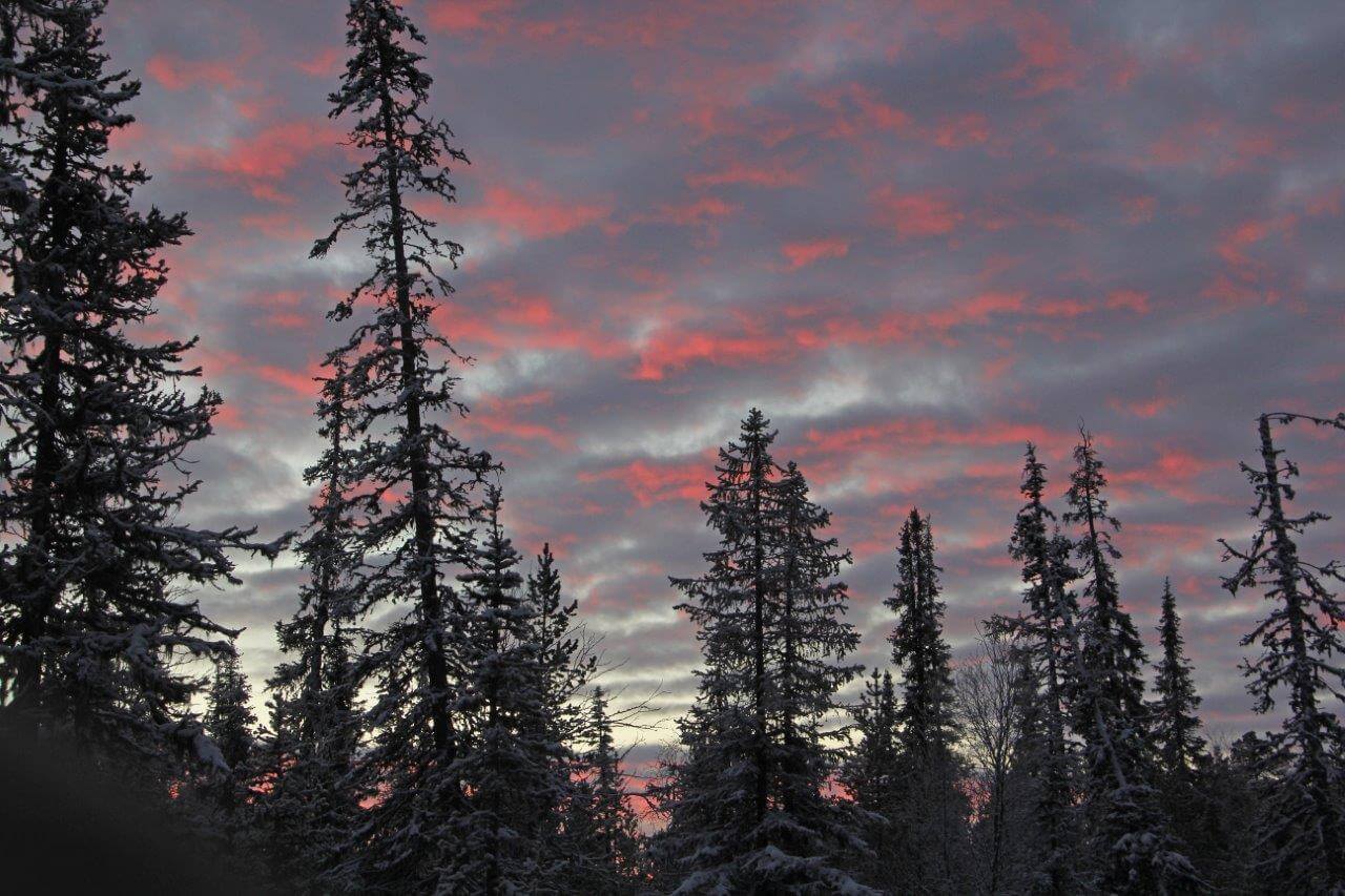 Horisontin takaa pilviä värjäävä valo ja levinneisyysalueensa pohjoisrajalla sinnittelevät kynttiläkuuset muodostavat korpimaisen tunnelman Inarin-Lapin kaamokseen. Kuva: Matti Mela.