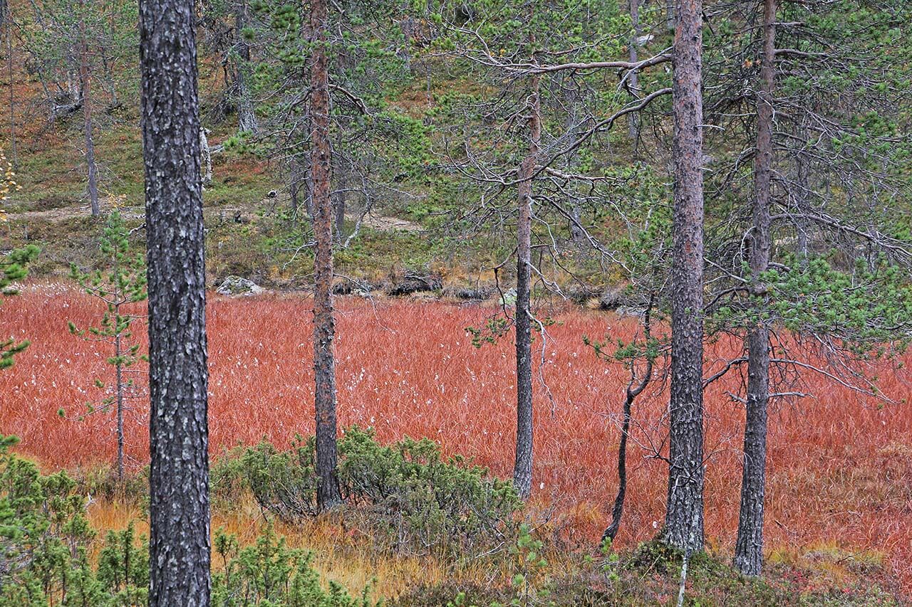 Jyrkkien rinteiden välissä avosuon ja metsän raja on selvä ilman suurempia siirtymävaiheita. Suokasvien, kuten kuvan luhtavillojen ja sarojen, ruska voimistuu vielä syyskuun lopulla ja säilyy lumen tuloon saakka. Kuva: Matti Mela.