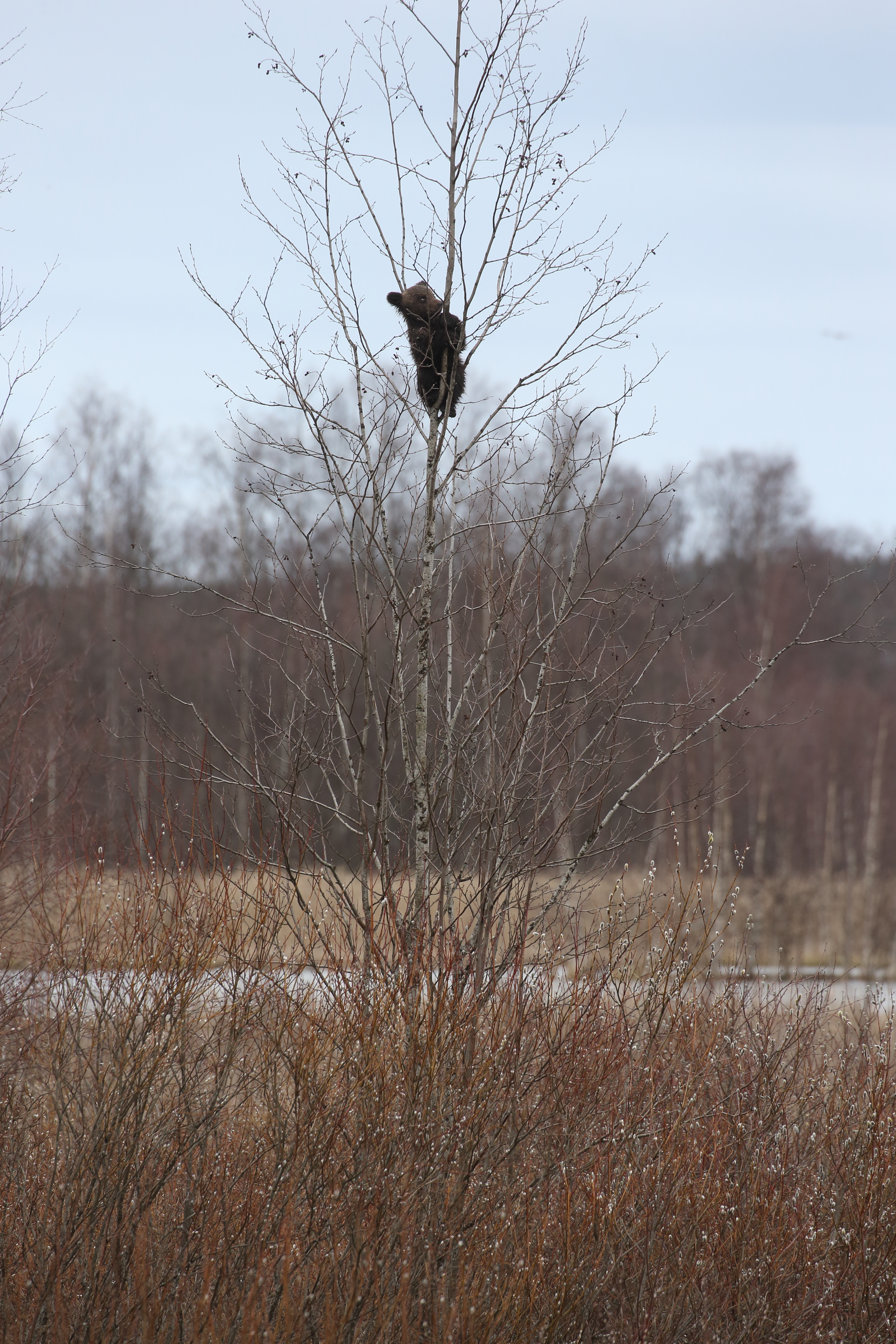 Karhu kipusi puun latvaan kolme kertaa. Kuva: Pertti Koskimies.