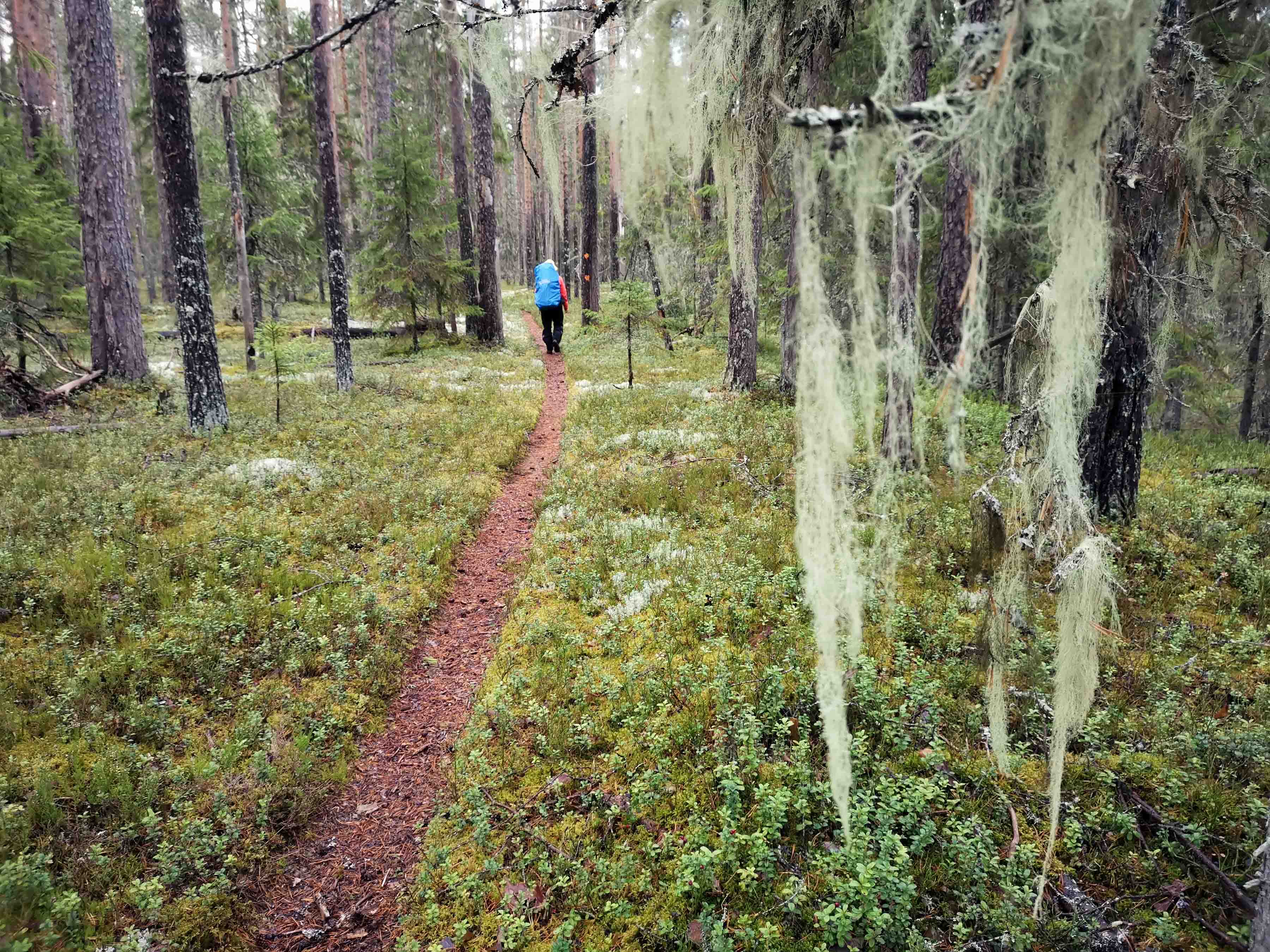 Itärajaa kiemurteleva Karhunpolku koostuu pääosin lempeästä polusta, joka ei ole liioin leveäksi tallattu, ei umpeen kasvanut, vaan juuri täydellinen. Kuvat: Terhi Ilosaari.