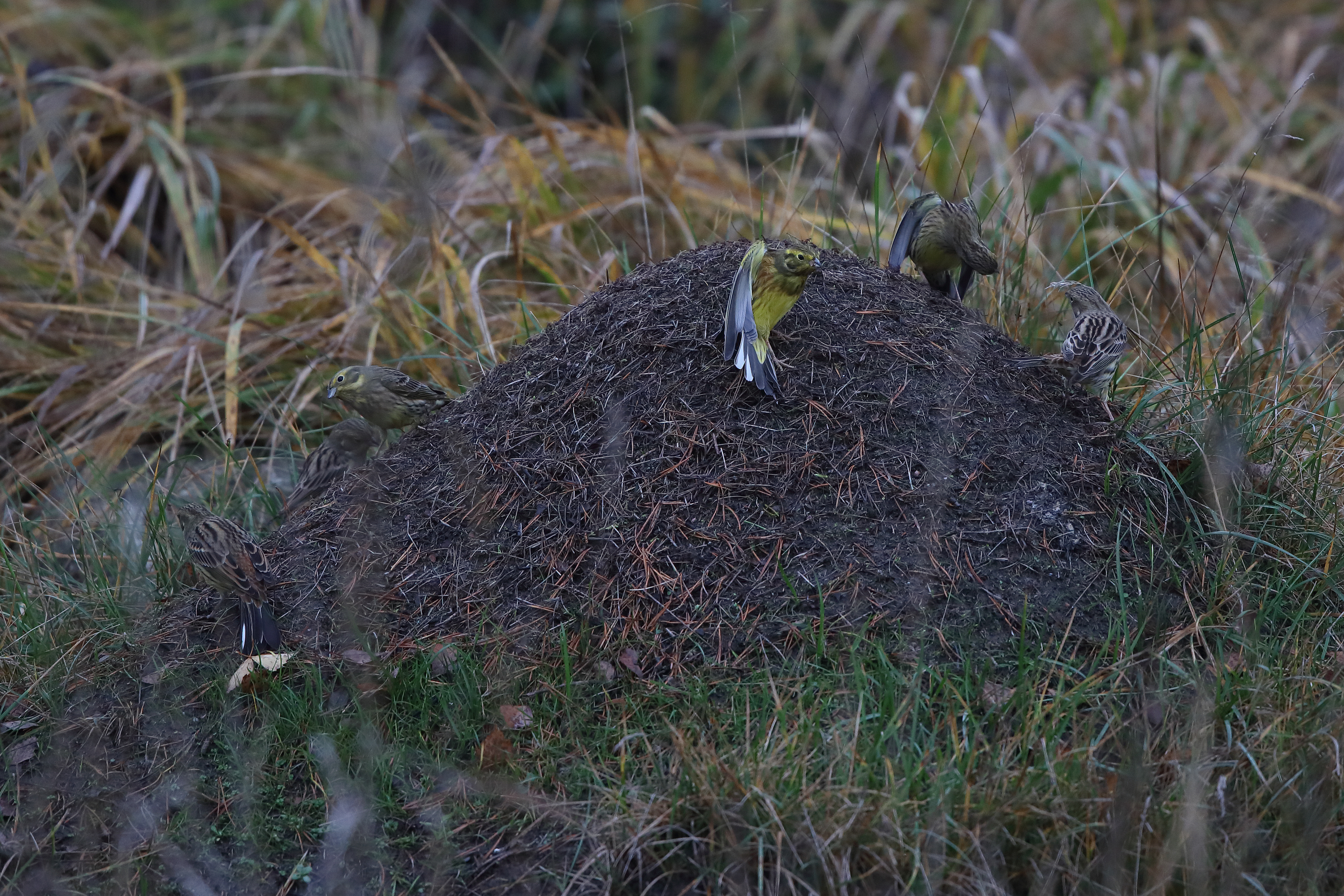 Keltasirkut kylpevät yhdessä kusiaiskeossa. Kuva: Pertti Koskimies.