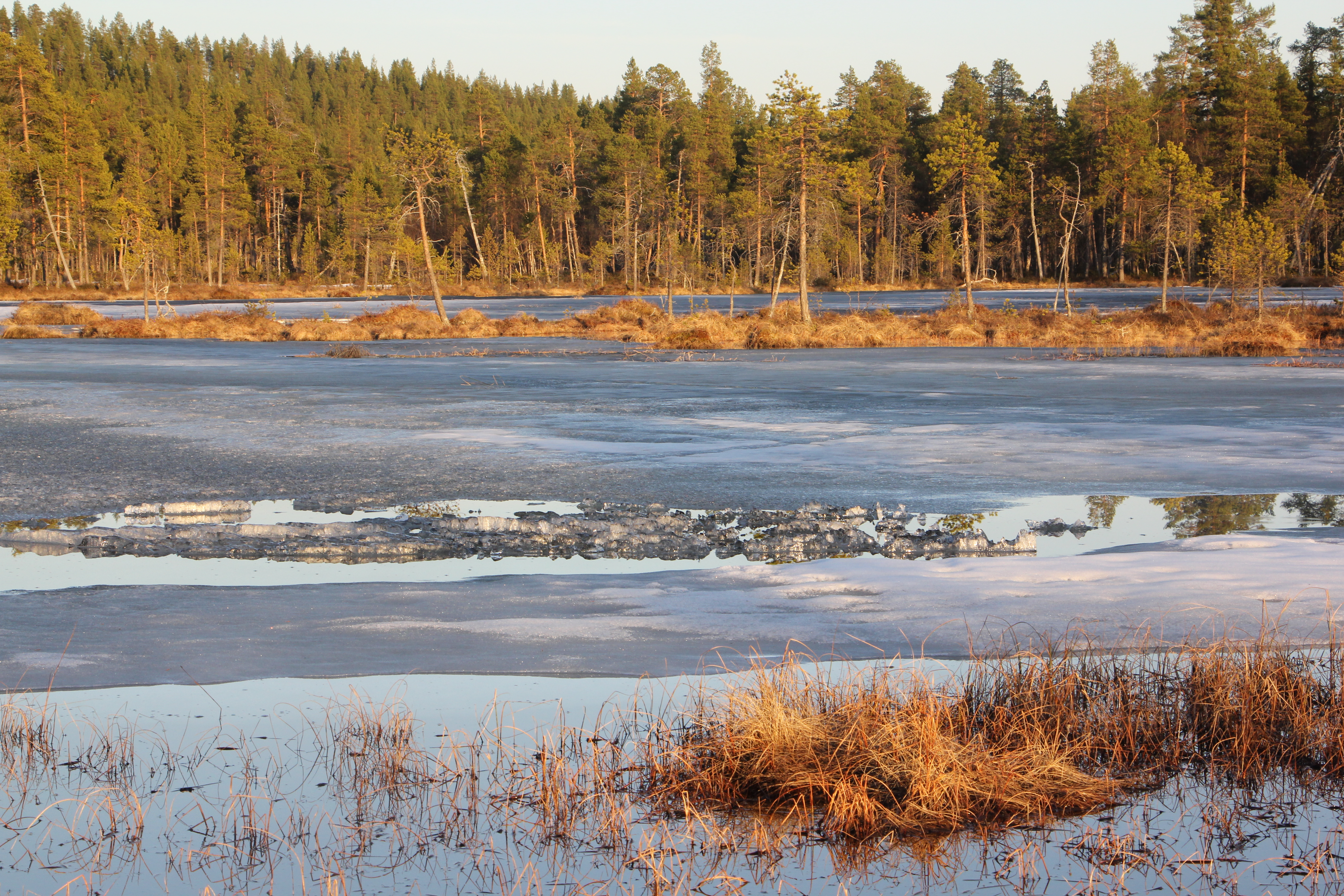 Soilta sulavat ensimmäisenä lumet, sitten lampien ja rimpien jäät ja viimeiseksi vasta kesällä jäinen routa sammalpeitteen alta.