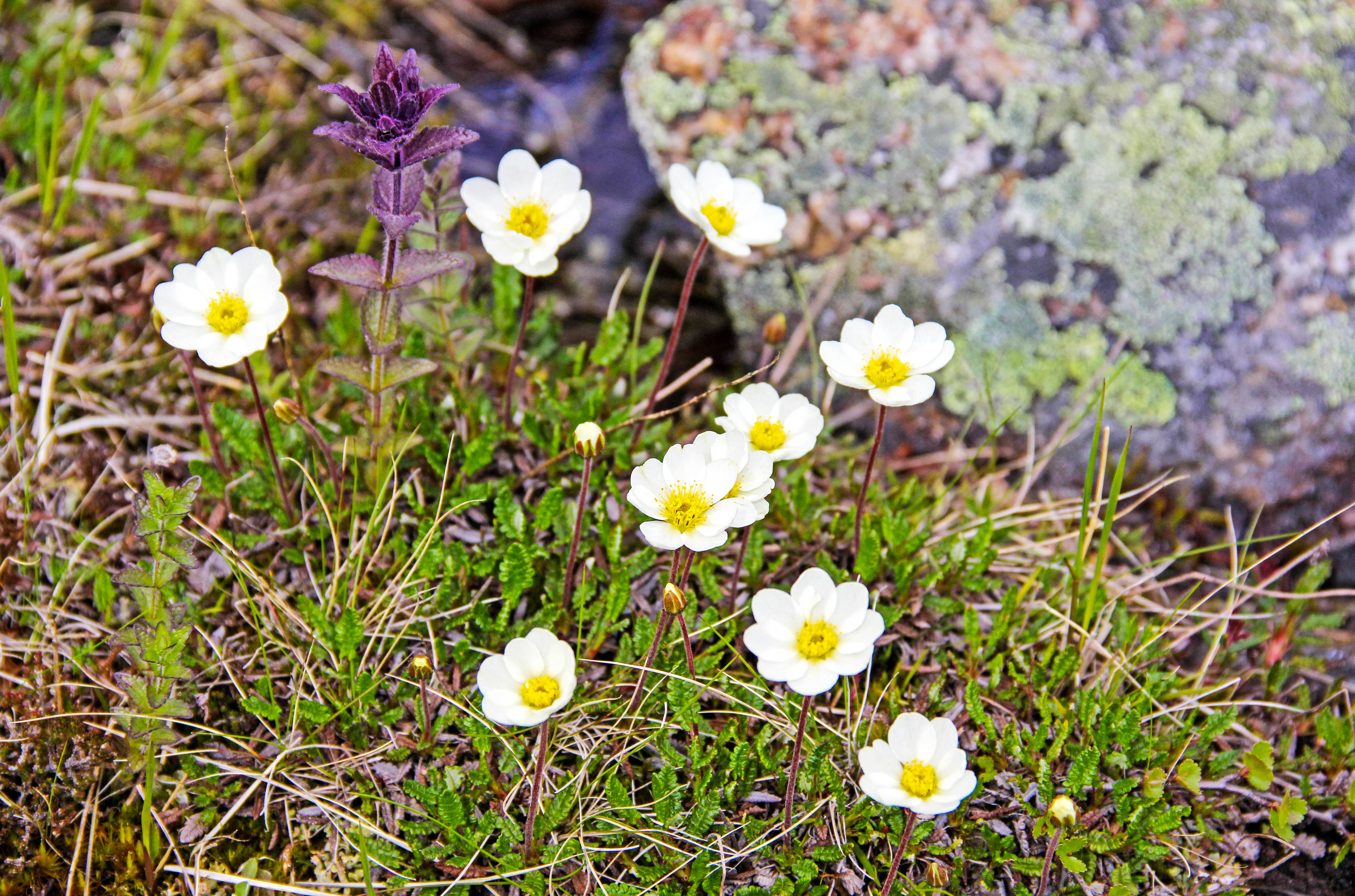 Näyttävien, 8-terälehtisten lapinvuokkojen seasta nousee punakkokin, myös kalkkiperäisten alueiden kasvi.