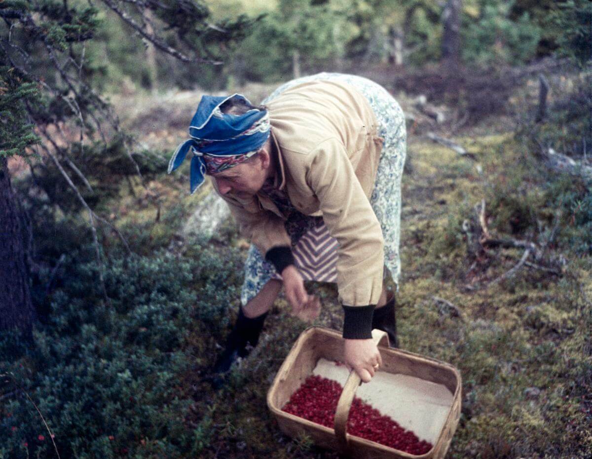 Kuva: Suomen Metsästysmuseo/A.E. Järvinen.