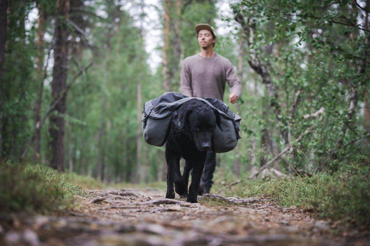 Koira voi aikuisena kantaa omia tavaroitaan, mutta painoa pitää olla riittävän maltillisesti.