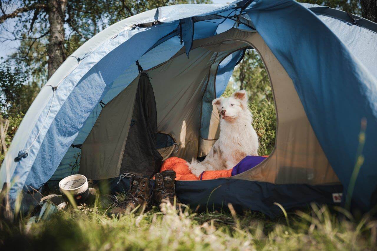 Teltta on mukavan viileä nukkumapaikka, ja uni maistuukin siellä koirakaverille jopa paremmin kuin sisätiloissa.