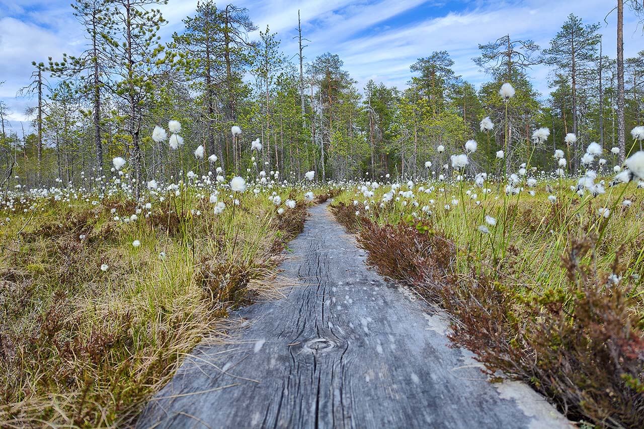 Koitajoen luonnonsuojelualue on perustettu vuonna 2021. Kuva: Terhi Ilosaari.