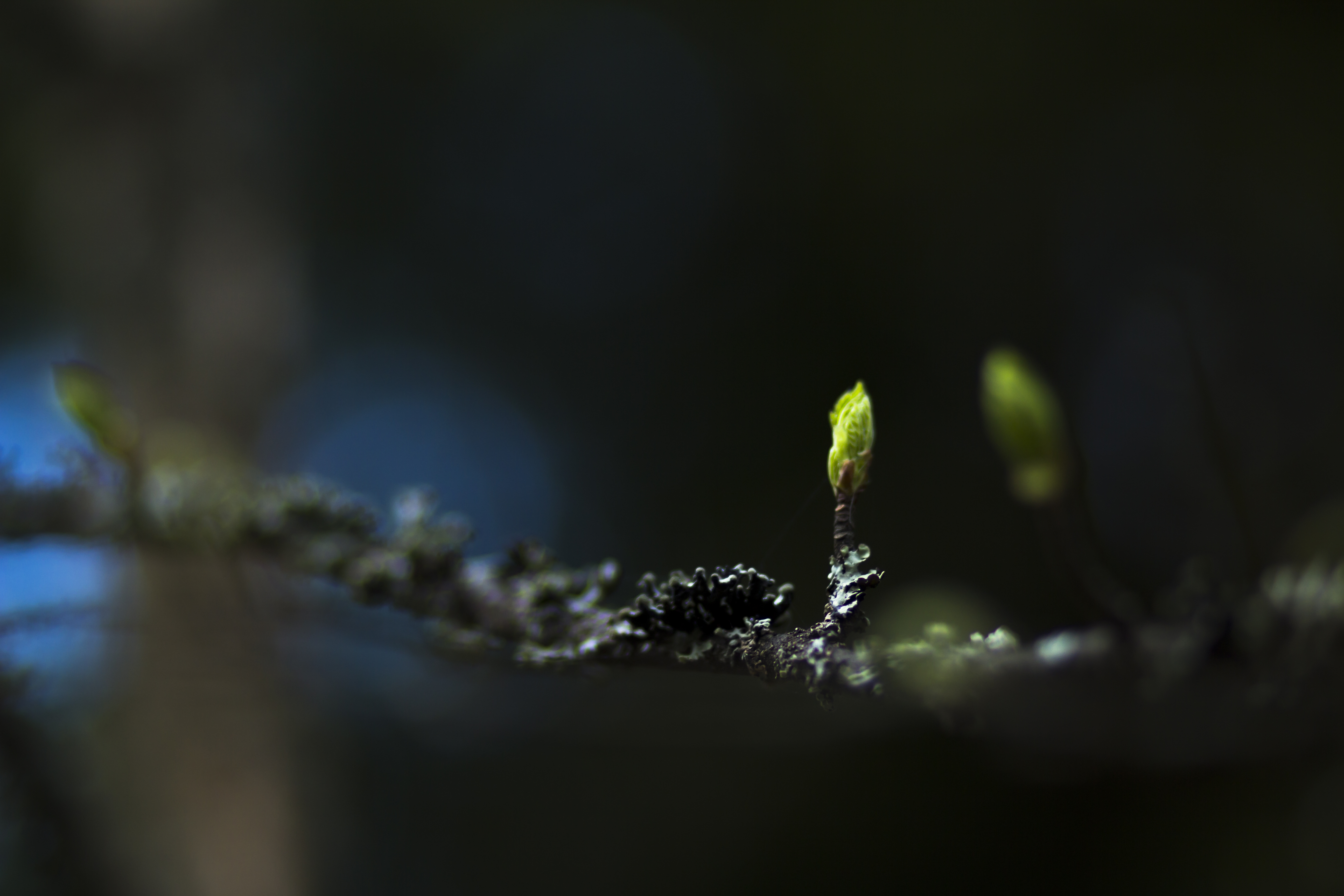 Koivunsilmu. Kuva: Aino Huotari.