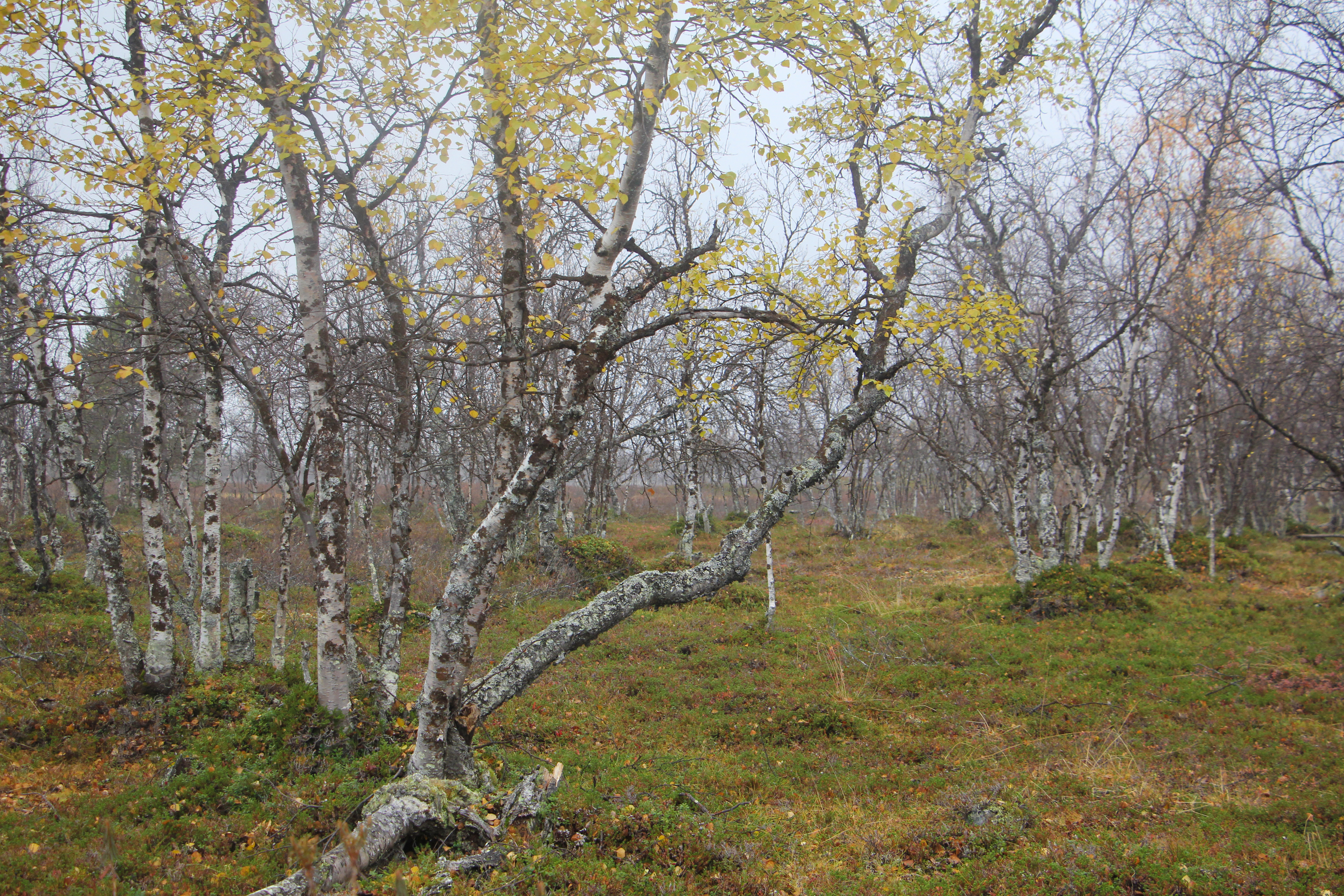 Suosaarekkeen koivunrunkojen välistä häämöttää avosuota, joka jatkuu koivikoiden kanssa vuorotellen yli 50 kilometrin päähän lähelle Norjan rajaa. Kuva: Matti Mela.
