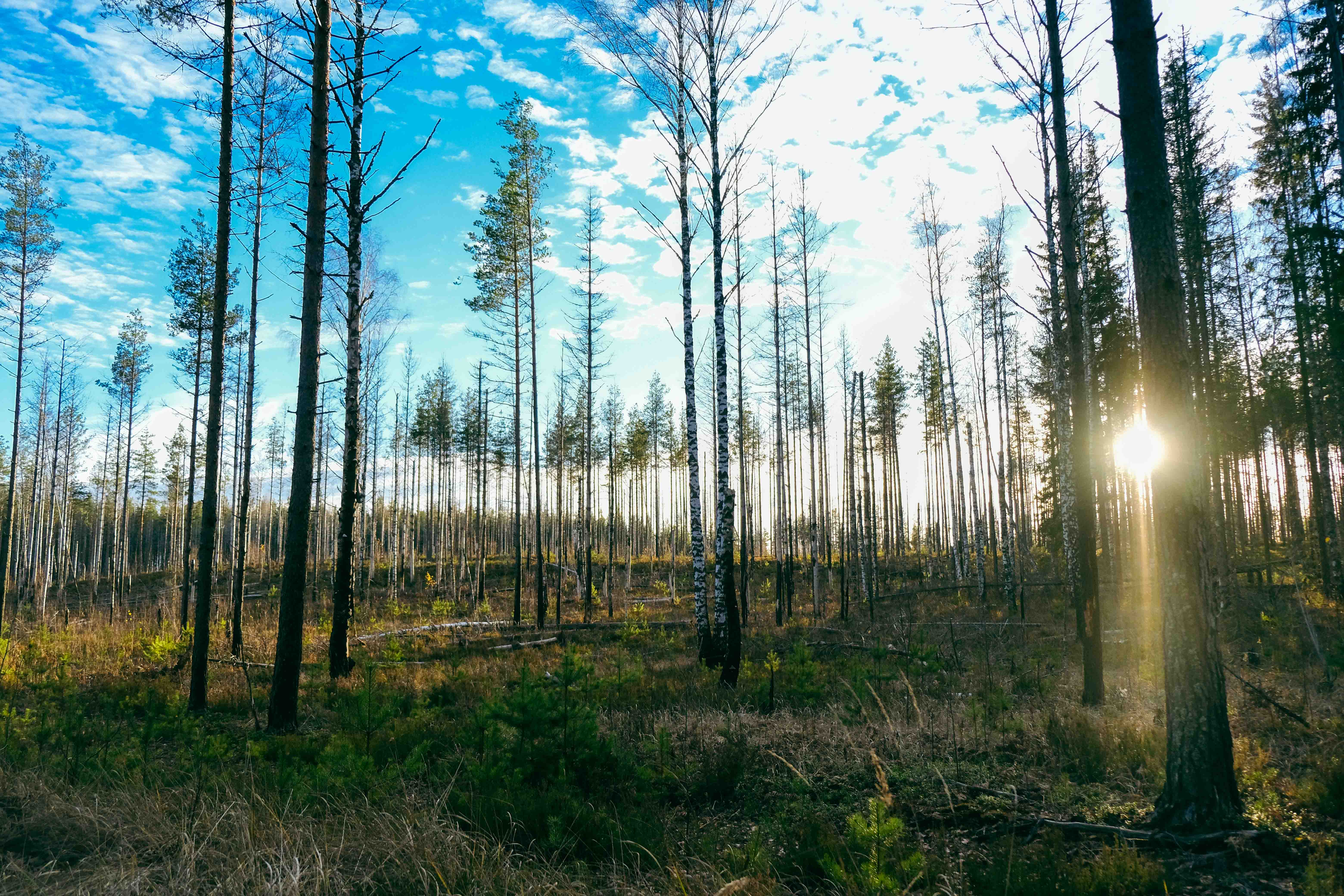 Kohti luonnontilaa palaavat, kulotetut metsät ovat vaikuttava näky Luutaharjun samon varrella.