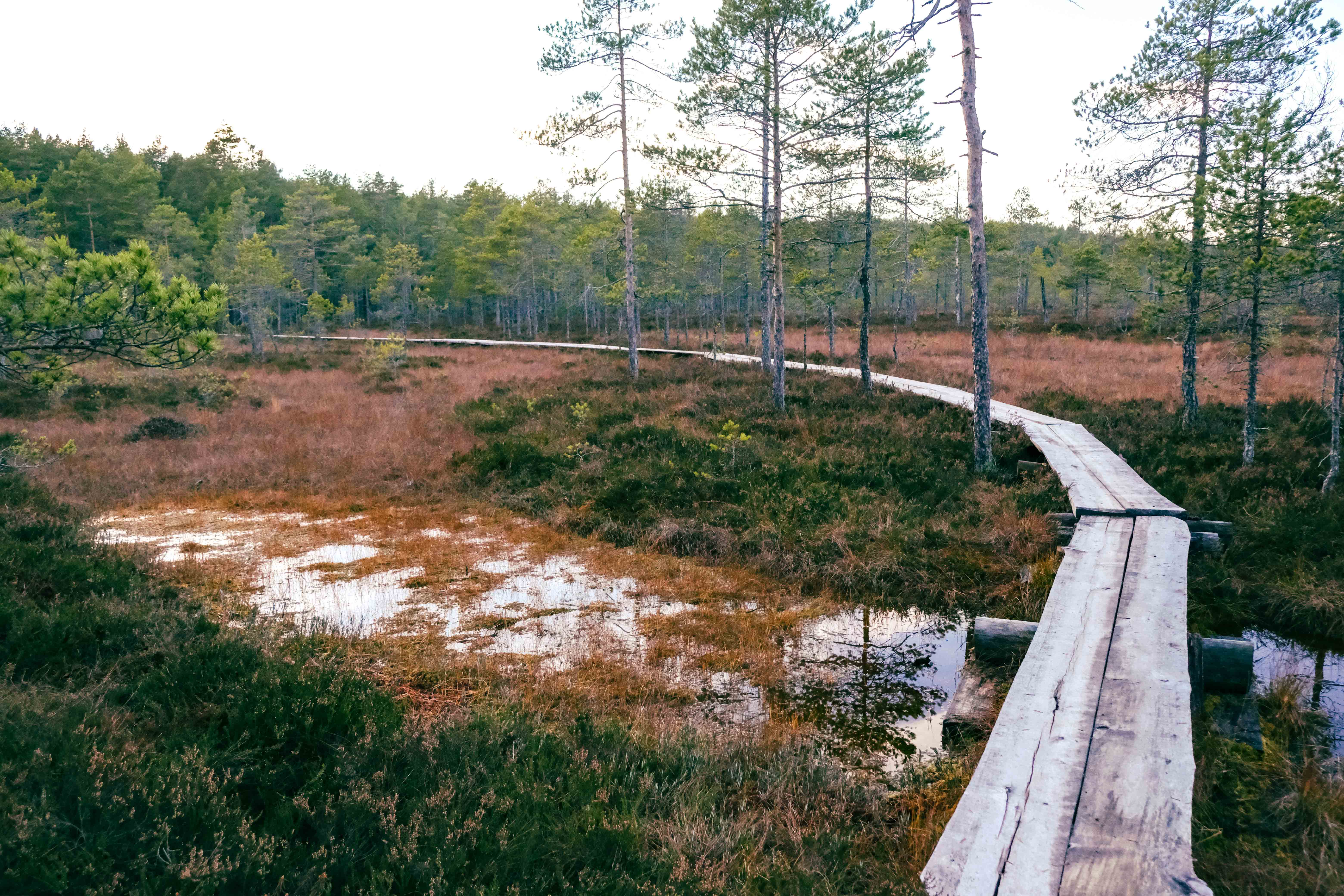 Luutasuosta kulkija pääsee nauttimaan pienen pätkän pitkoksia pitkin, eikä se häviä kauneudessaan lainkaan ylistetylle Torronsuolle. Kuvat: Jonna Saari.