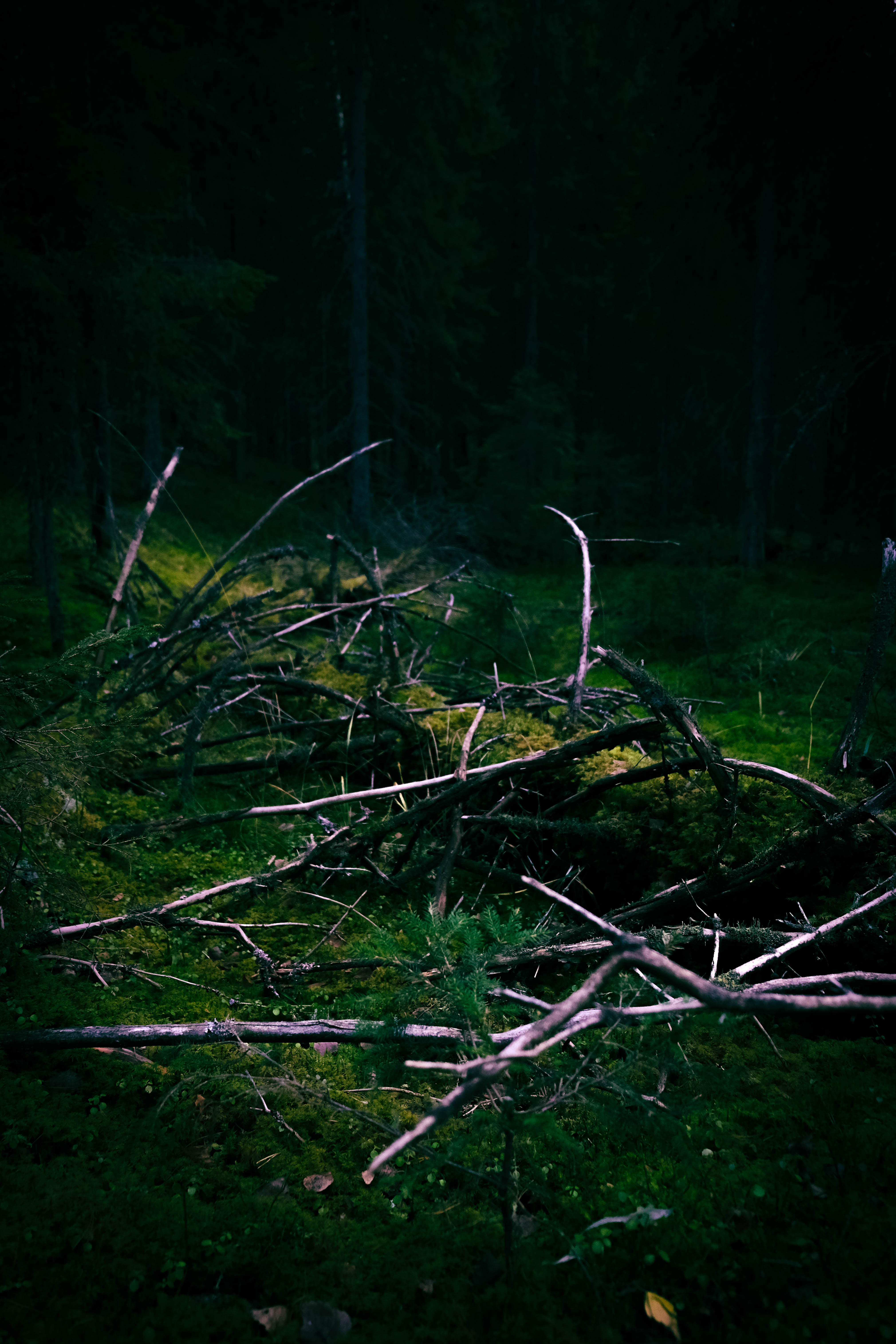 Vanhaa metsää ja sammalenvihreää tunnelmaa.