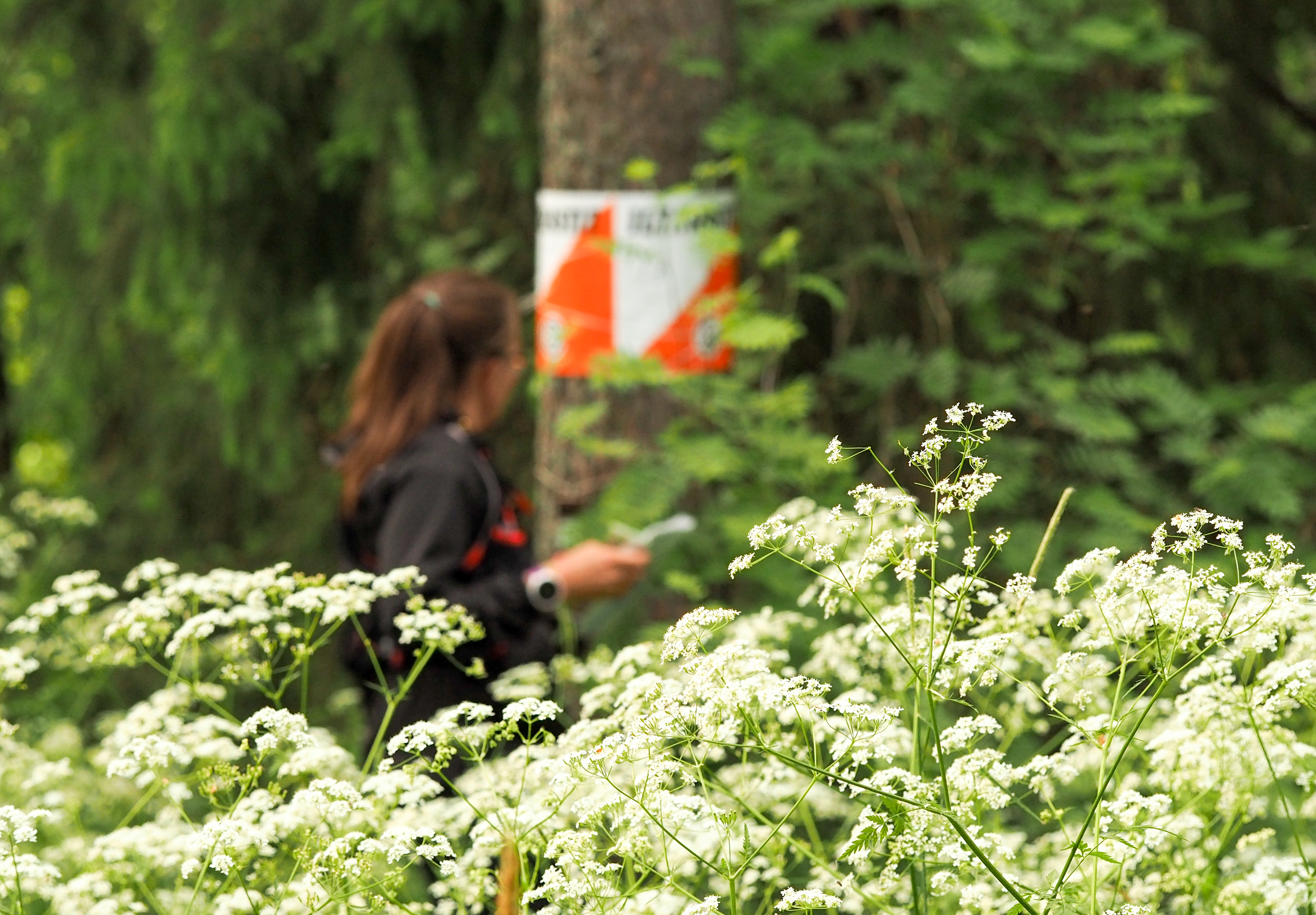Huhtikuussa 2020 Suunnistusliitto lisäsi Rastilippu-palveluun omatoimirastien edellyttämät toiminnot. Kuva: Terhi Ilosaari.
