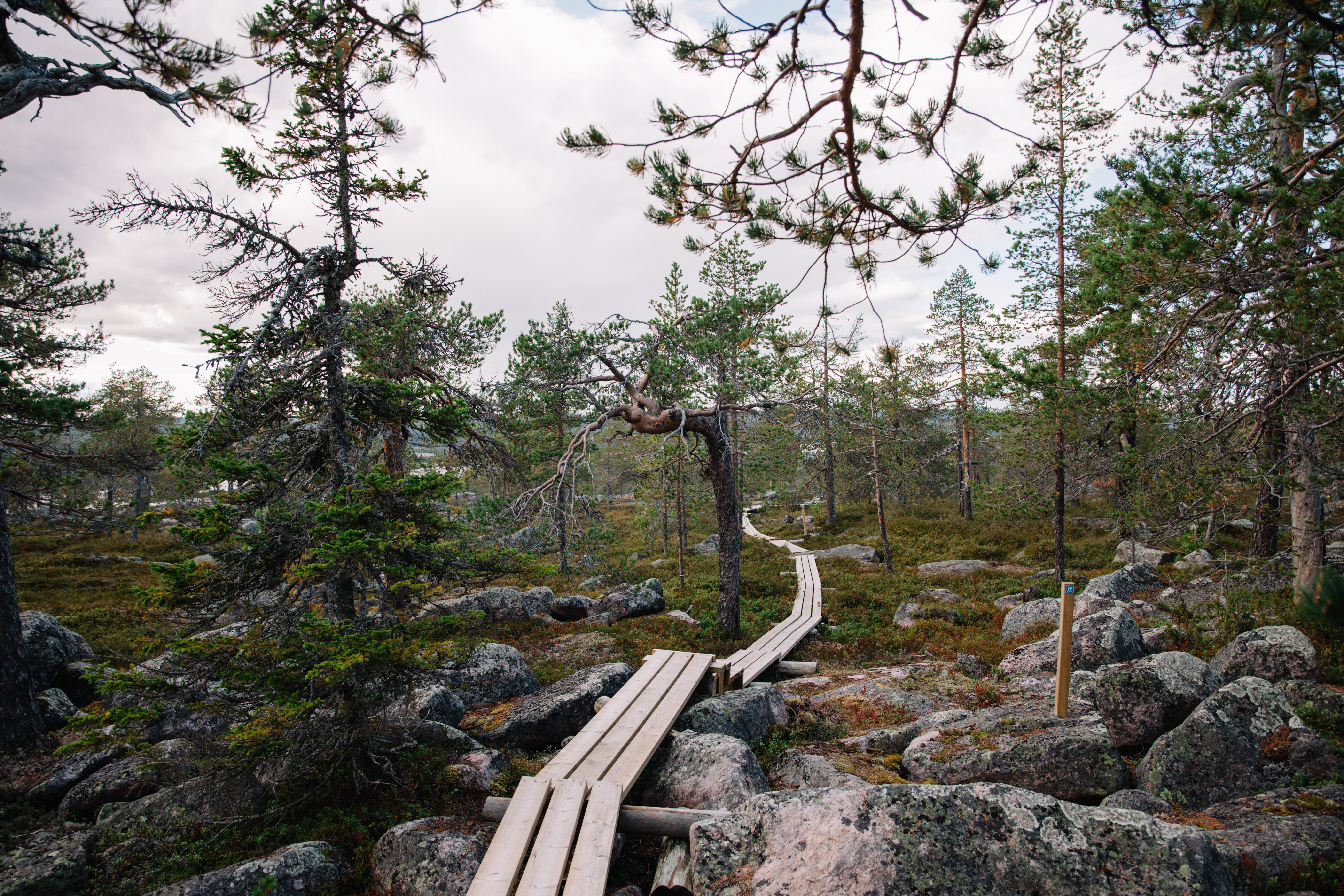 Pitkoksia Kruununkierroksella. Kuva: Marinella Himari.
