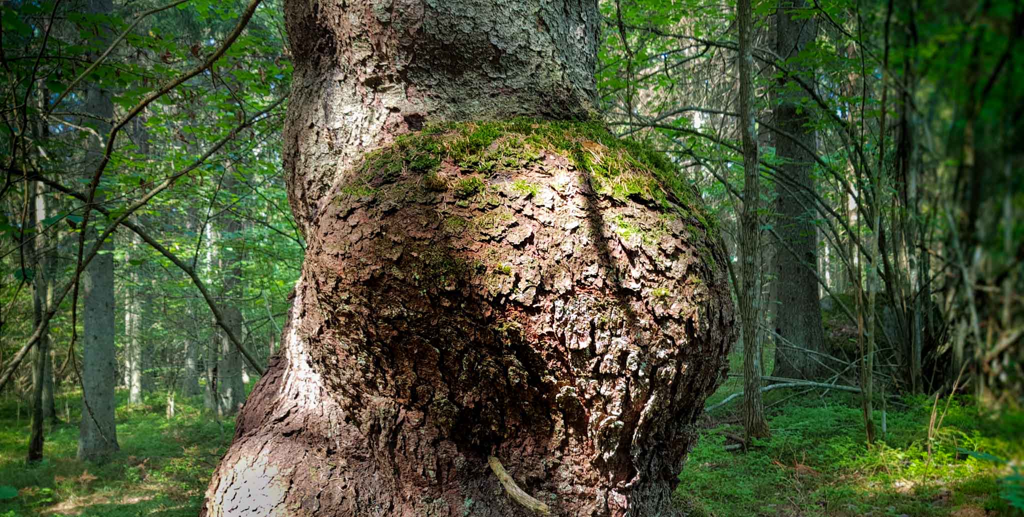 Kuhmurakuusi Vihdin Pähkinäpolulla. Kuva: Tomi Pohja, Pähkinäpolku. Kuva: Tomi Pohja, Pähkinäpolku on reittiuutuus, joka esittelee niin metsää kuin maaseutua. Kuva: Tomi Pohja, Pähkinäpolku on oivallinen reitti myös lintujen ystäville. Kuva: Tomi Pohja