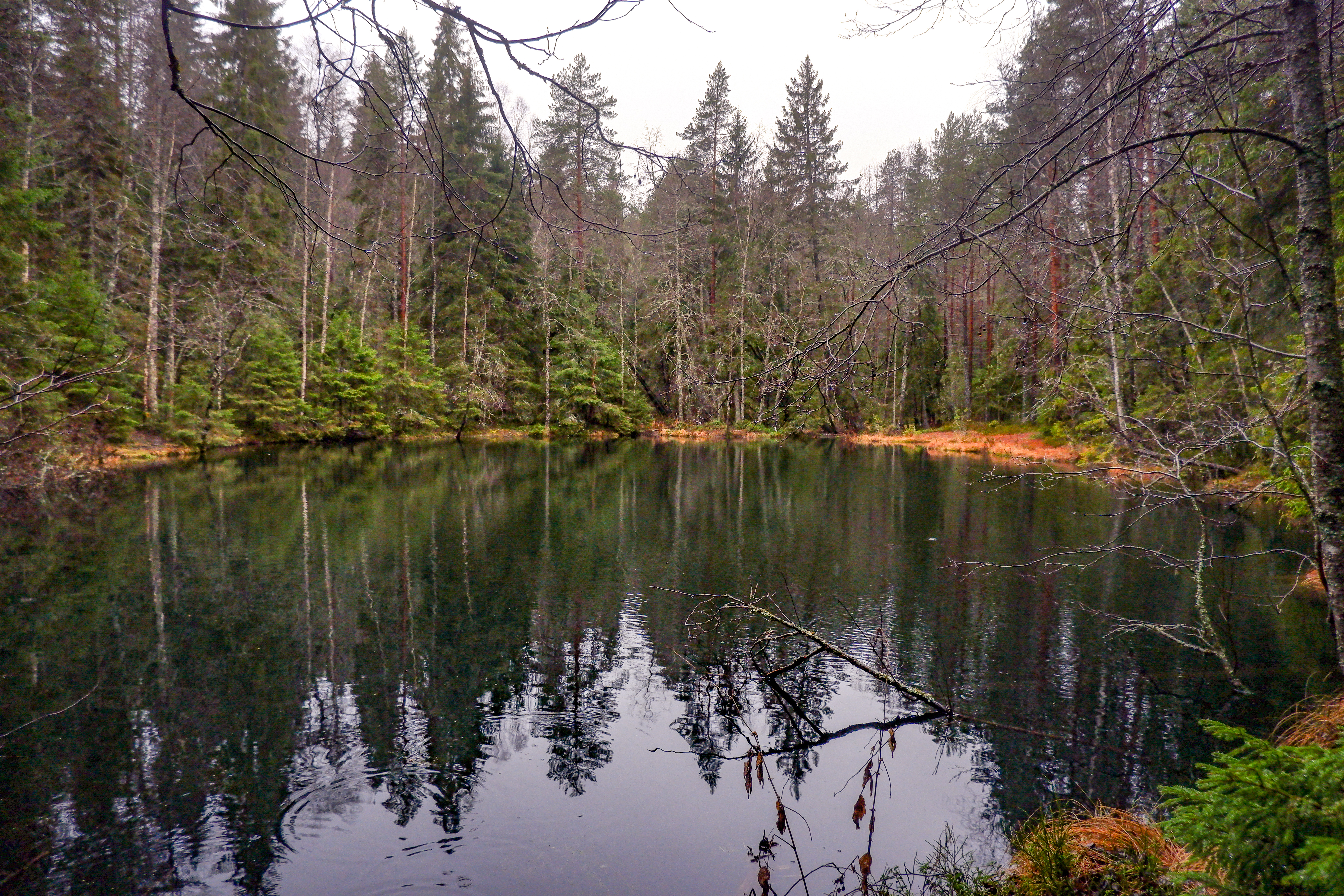 Jylhän hiekkaharjun synkkää kuusikkoa kasvavassa sylissä lainehtii maailman katseilta piilossa kirkas metsälampi. Kuva: Jonna Saari.