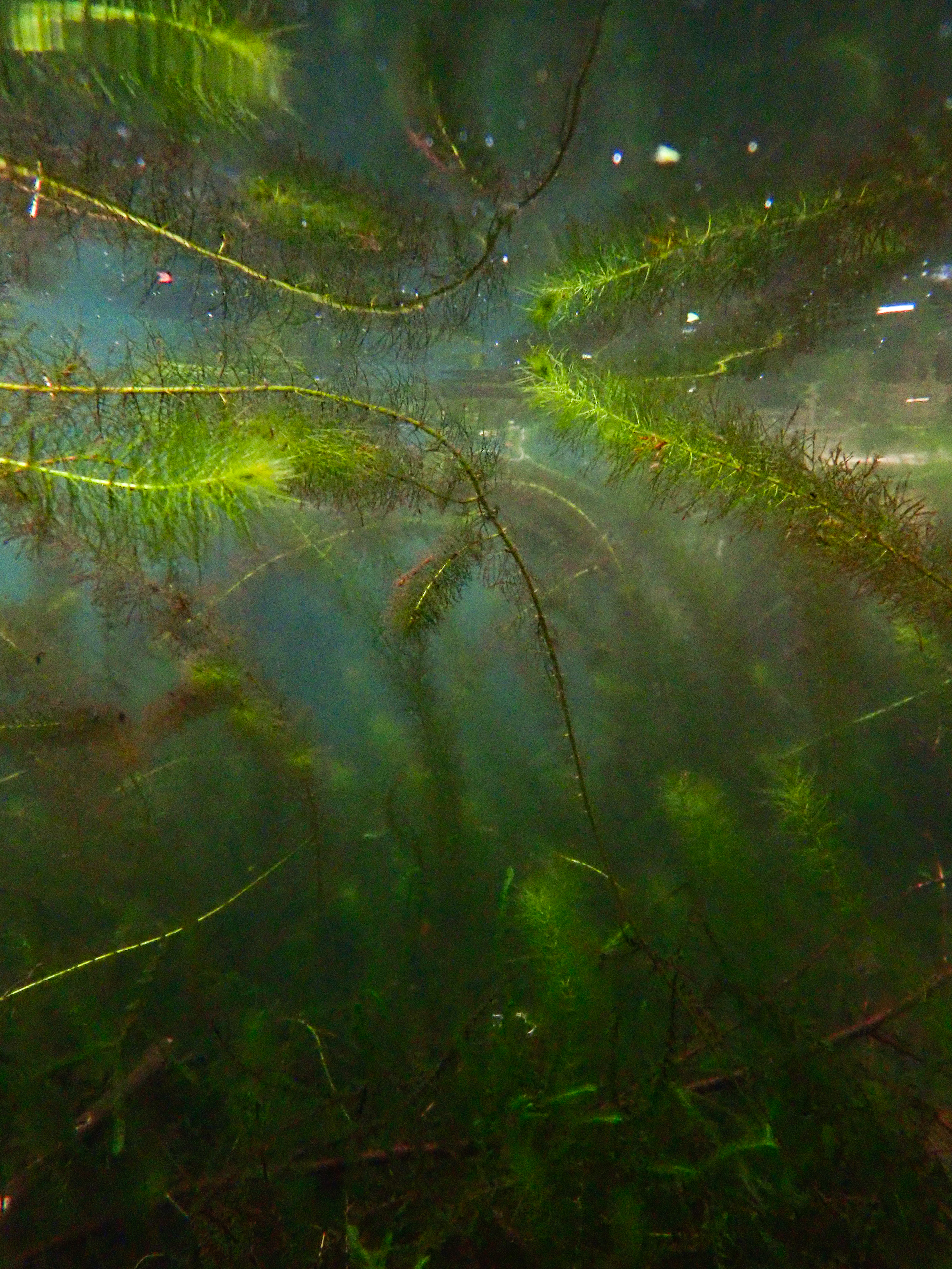 Metsälammen kirkkaaseen veteen kannatta kurkata: siellä kasvaa tuuheita vesikasveja. Kuva: Jonna Saari.