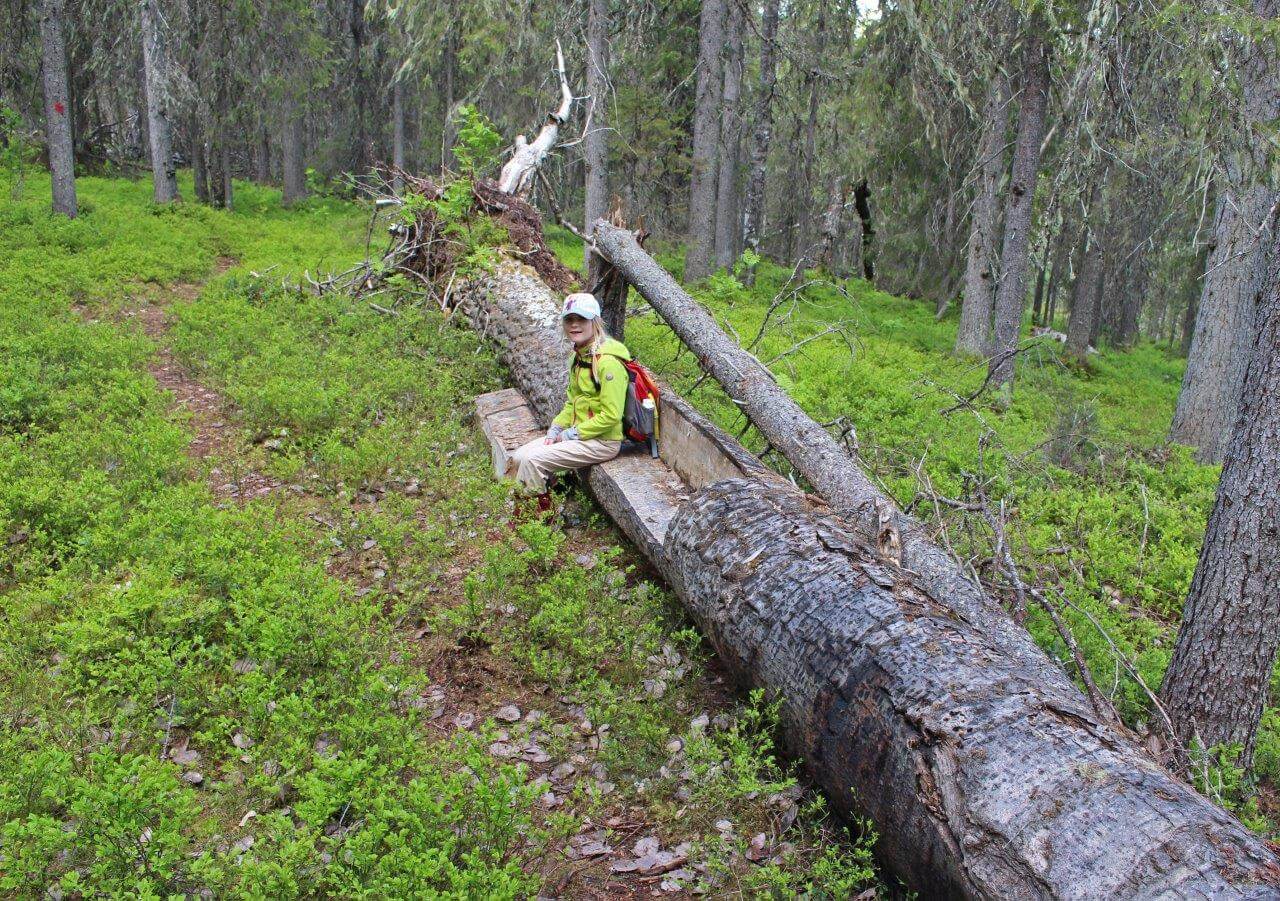 Yksi Kupson kutsun monista erikoisuuksista: kaatuneeseen paksuun haapaan veistetty istumapenkki.