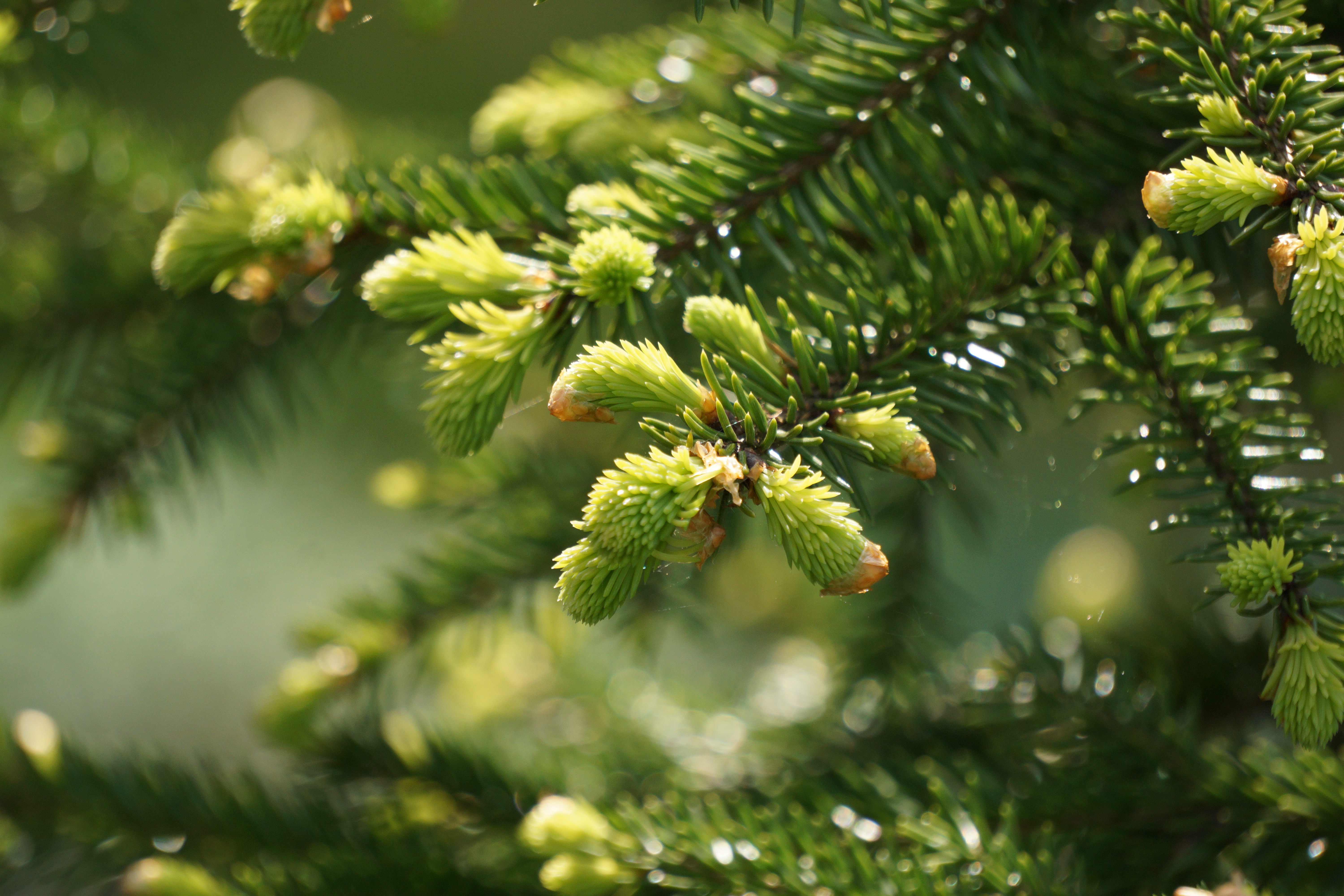 Kuusenkerkkiä. Kuva: Pauliina Toivanen.