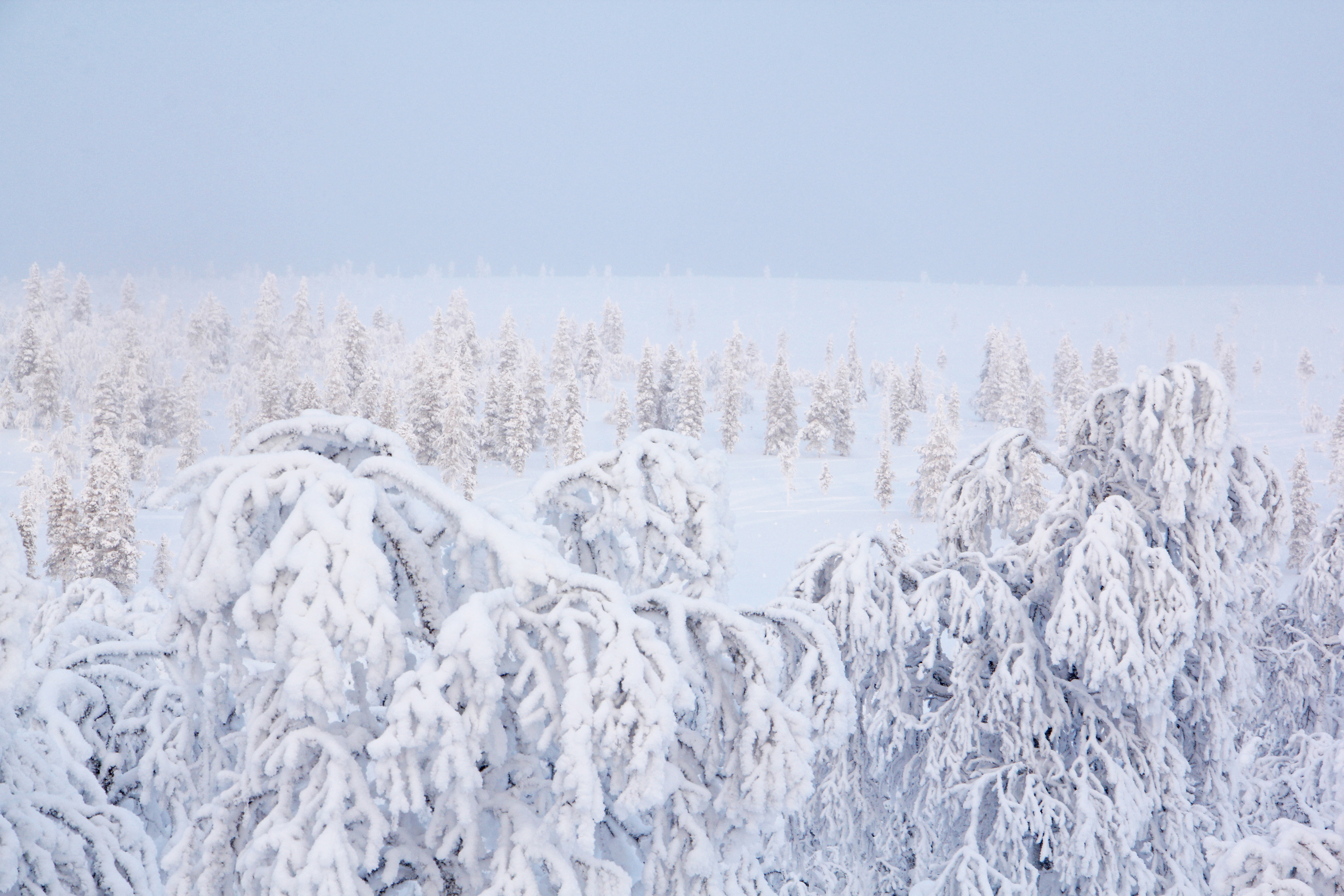 Kuusipään lakialue on laakea ja nummimainen. Siellä on talvella miellyttävä hiihdellä ja kesällä helppo tehdä pieniä lintu- ja kasvibongausretkiä. Kuva: Matti Mela.