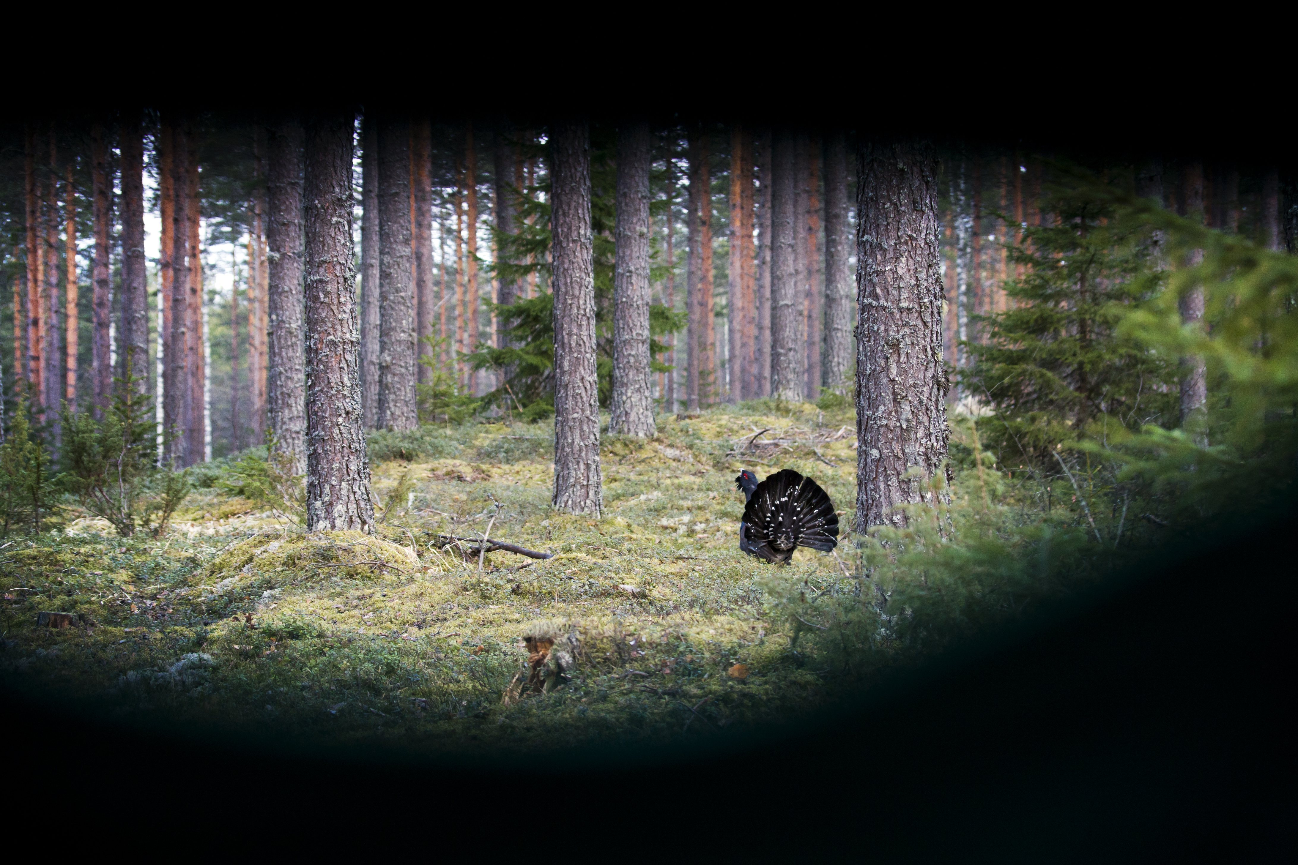 Metso nähtynä piilokojun suojista. Kuva: Markus Sirkka.