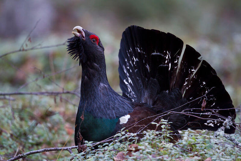 Metsokukko soitimella. Kuva: Markus Sirkka.