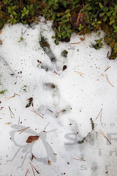 Ukkometson jäljet soidinpaikan viimeisillä lumilaikuilla. Kuva: Markus Sirkka.