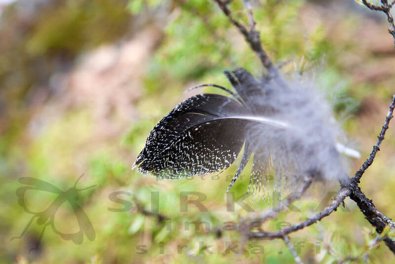Koiraan eli ukkometson sulka soidinpaikalla. Kuva: Markus Sirkka.