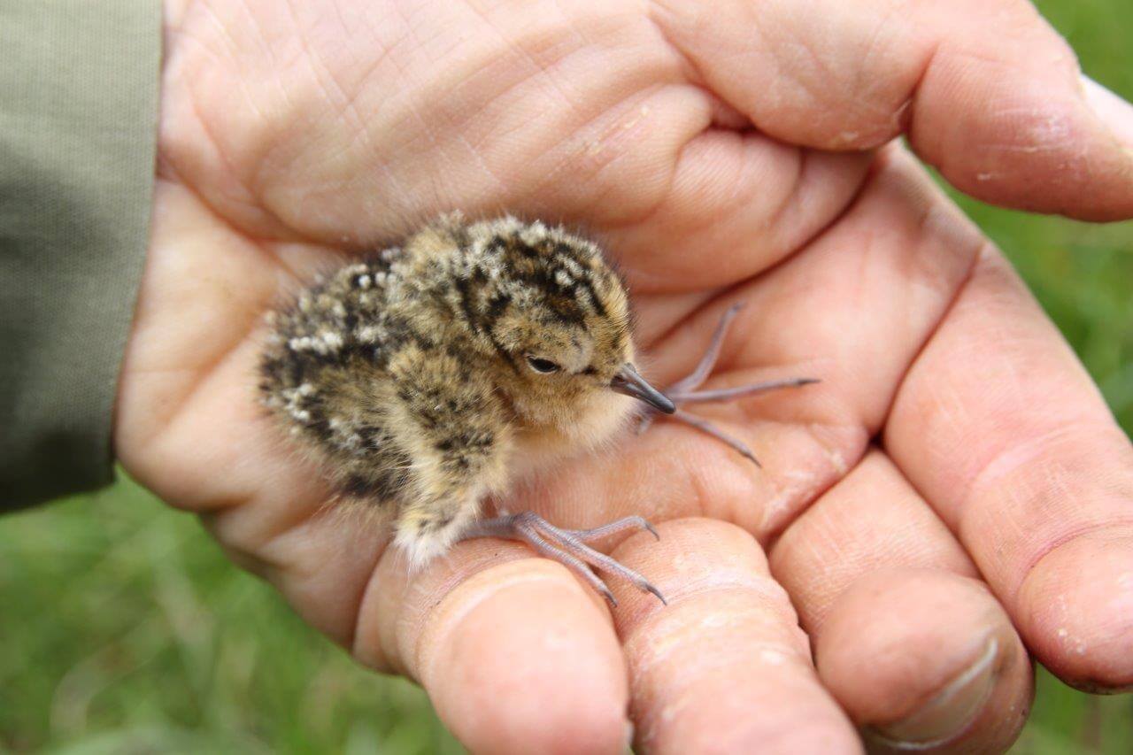 Kuva: Pertti Koskimies.