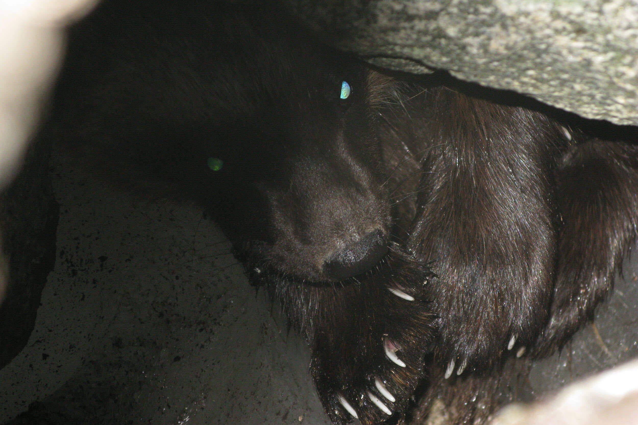 Pesärauhaansa puolustava ahma syöksähti kameramiehen silmille. Kuva: Pertti Koskimies.