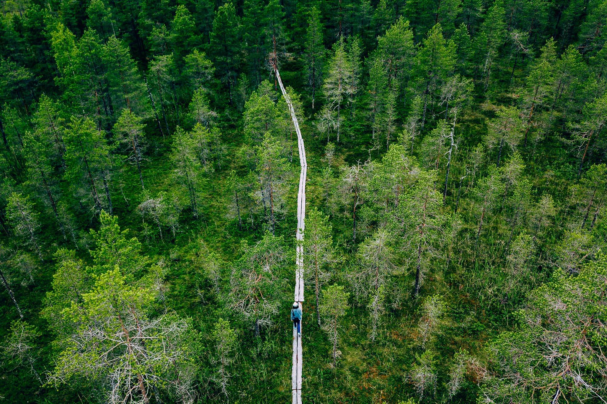 [07] Hirvaan kierros kuljettaa halki meitsien ja soiden. Kuva: Shutterstock.