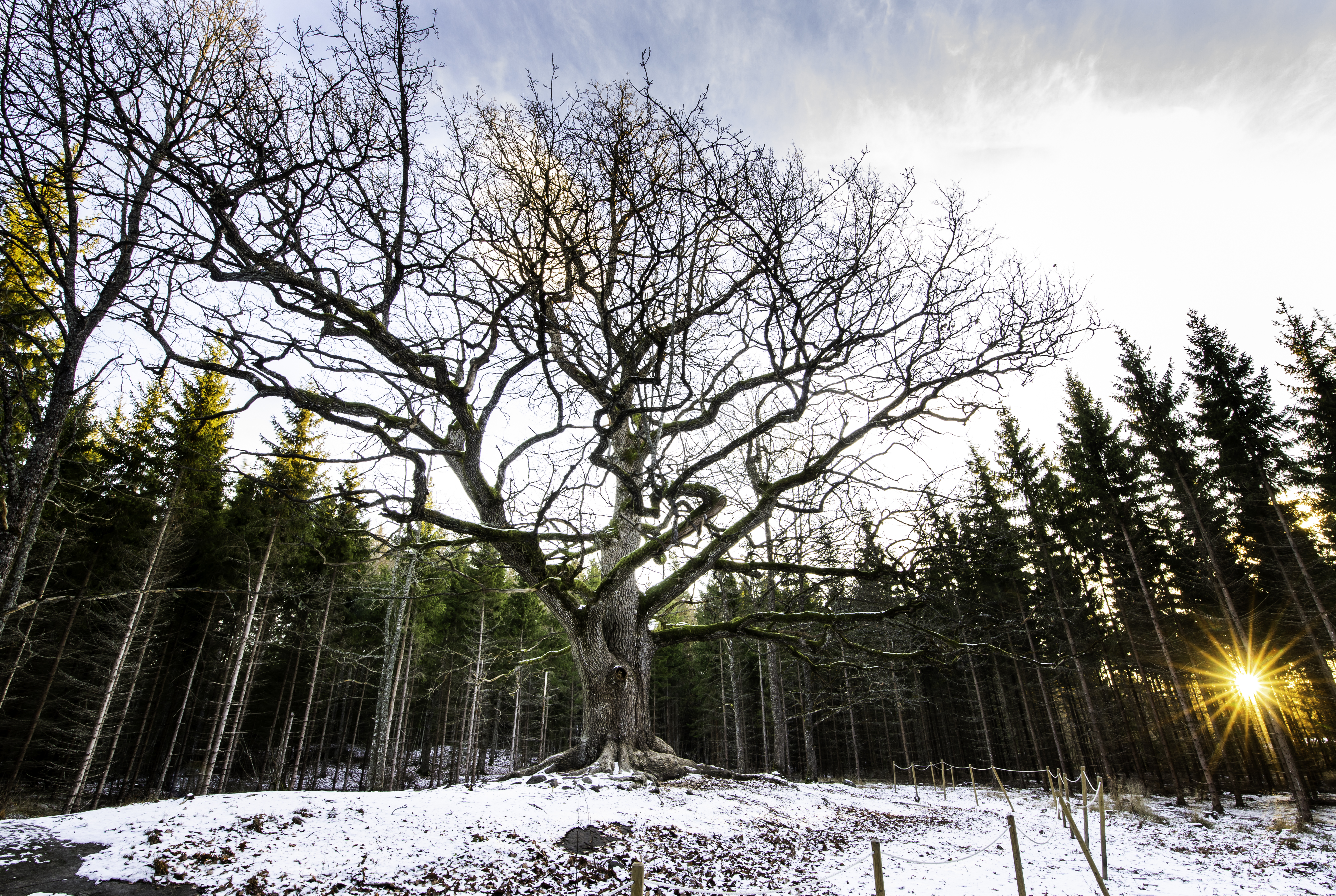 Paavolan kuuluisa tammi Lohjansaarella.
