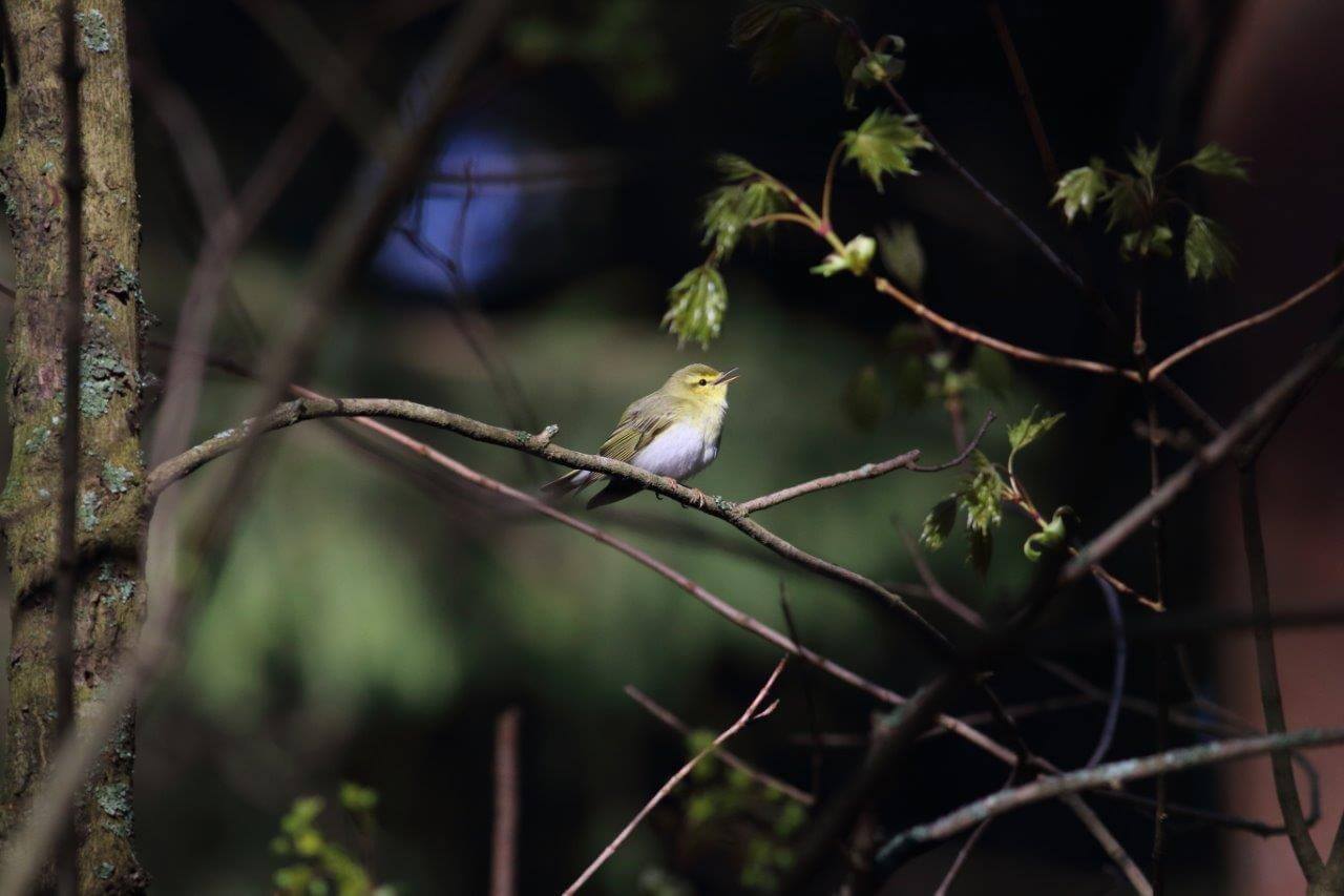 Kuva: Pertti Koskimies.