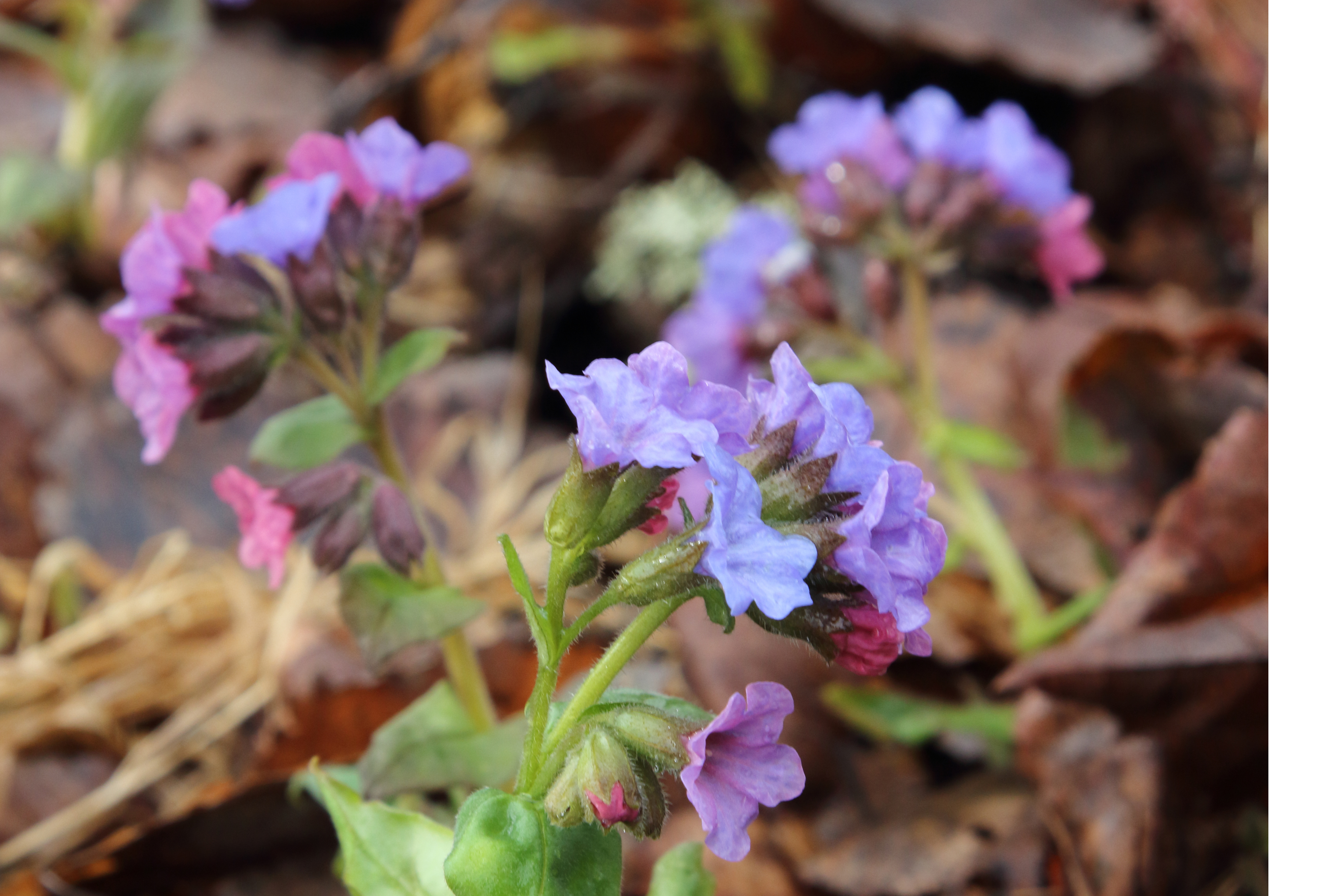 Kuva: Pertti Koskimies.