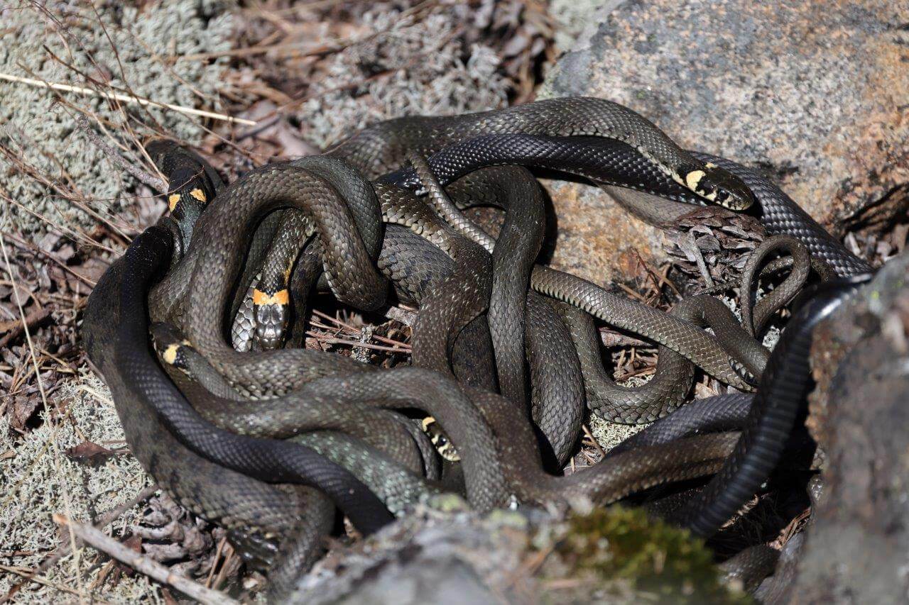 Kuva: Pertti Koskimies.