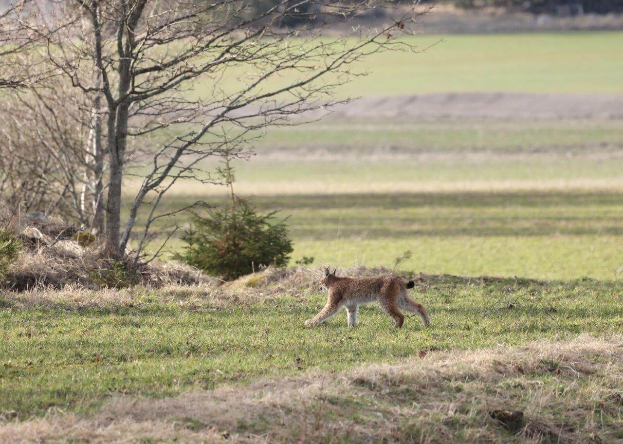 Kuva: Pertti Koskimies.