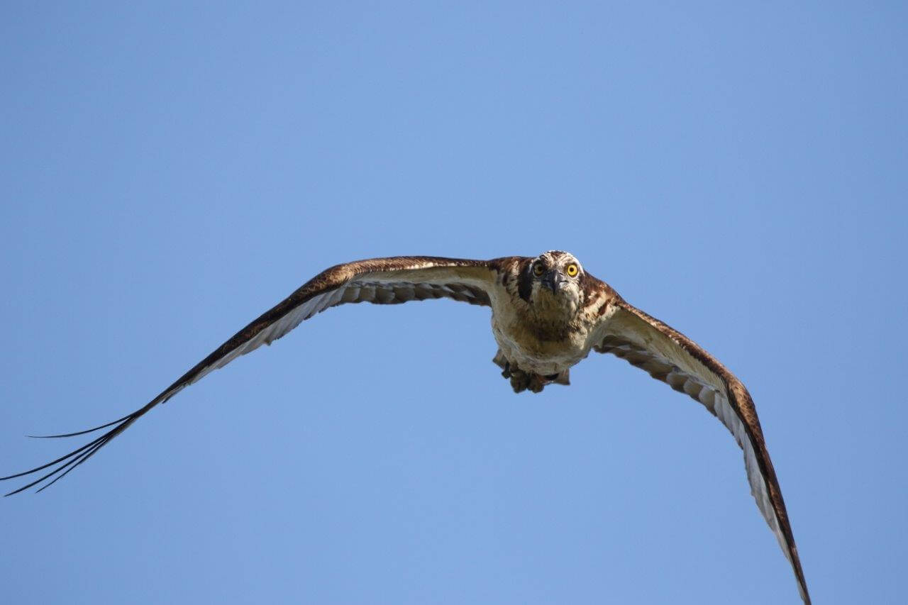 Koirassääksi syöksyy kuvaajaa kohti. Kuva: Pertti Koskimies.