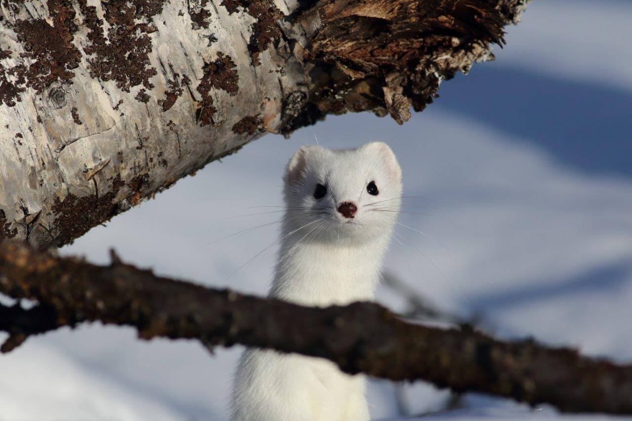 Kuva: Pertti Koskimies.