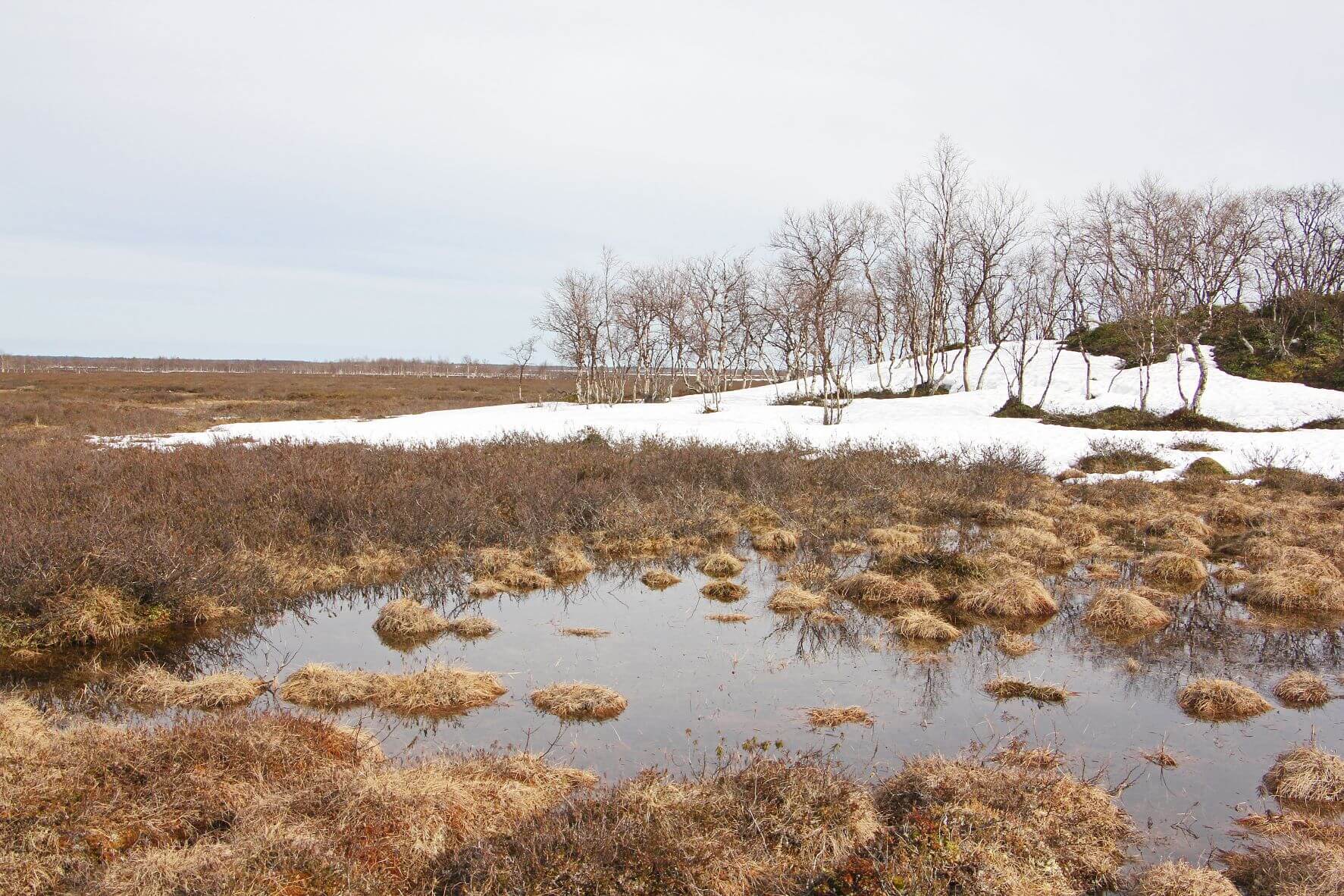 Kiesvaaranjänkä on Sammuttijängän soidensuojelualueen lounaisin suuri suo. Keväällä se on hetken retkeilijän paratiisi. Punertava yövalo muuttaa maiseman kuvaukselliseksi ja tulvalammikoiden routaiset pohjat kantavat hyvin kulkijaa. Kuva: Matti Mela.