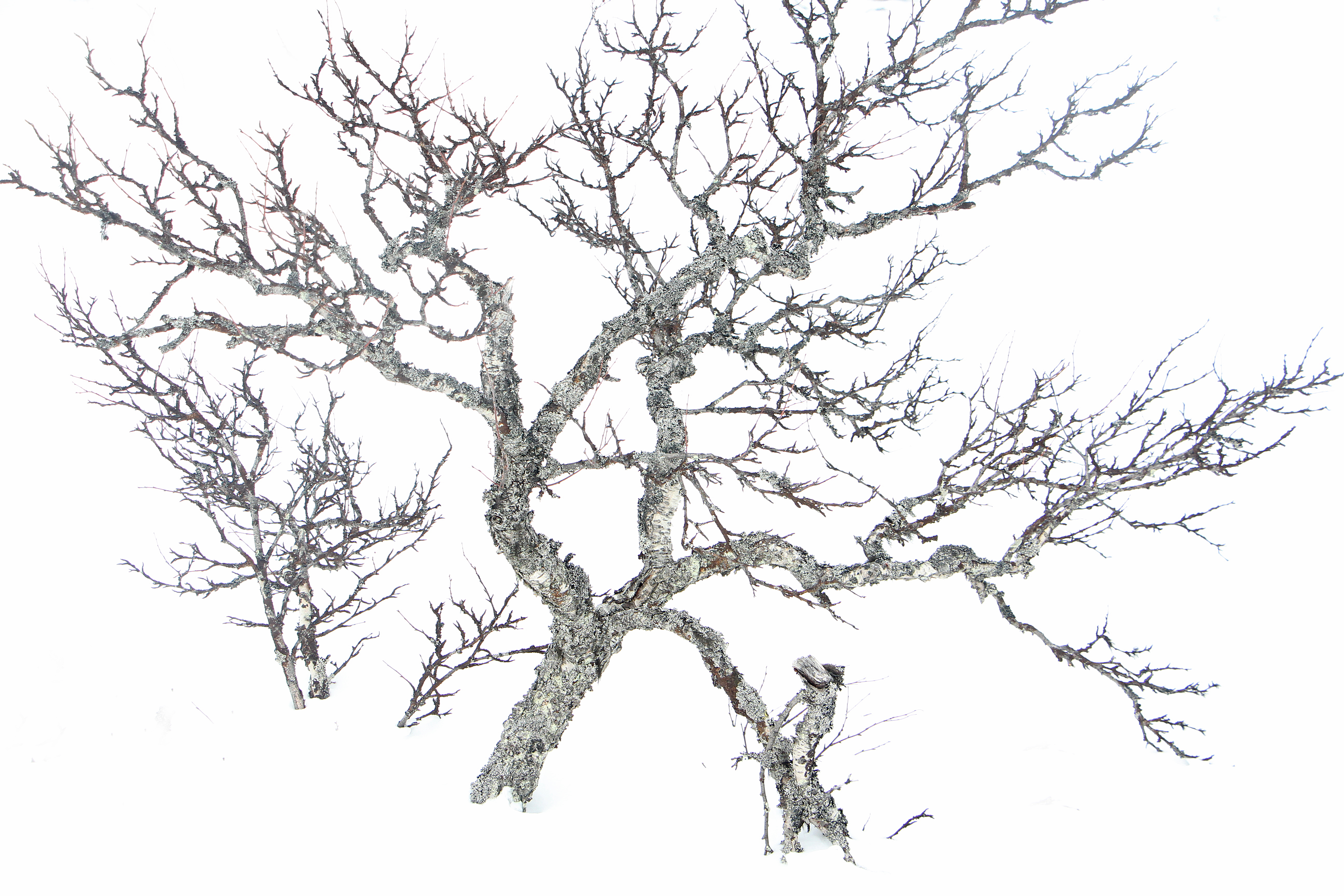 Olosuhteet muokkavat voimakkaasti tunturikoivun ulkonäköä. Valkoinen tunturin rinne taustalla puu on kuin hieno taideteos. Kuva: Matti Mela.