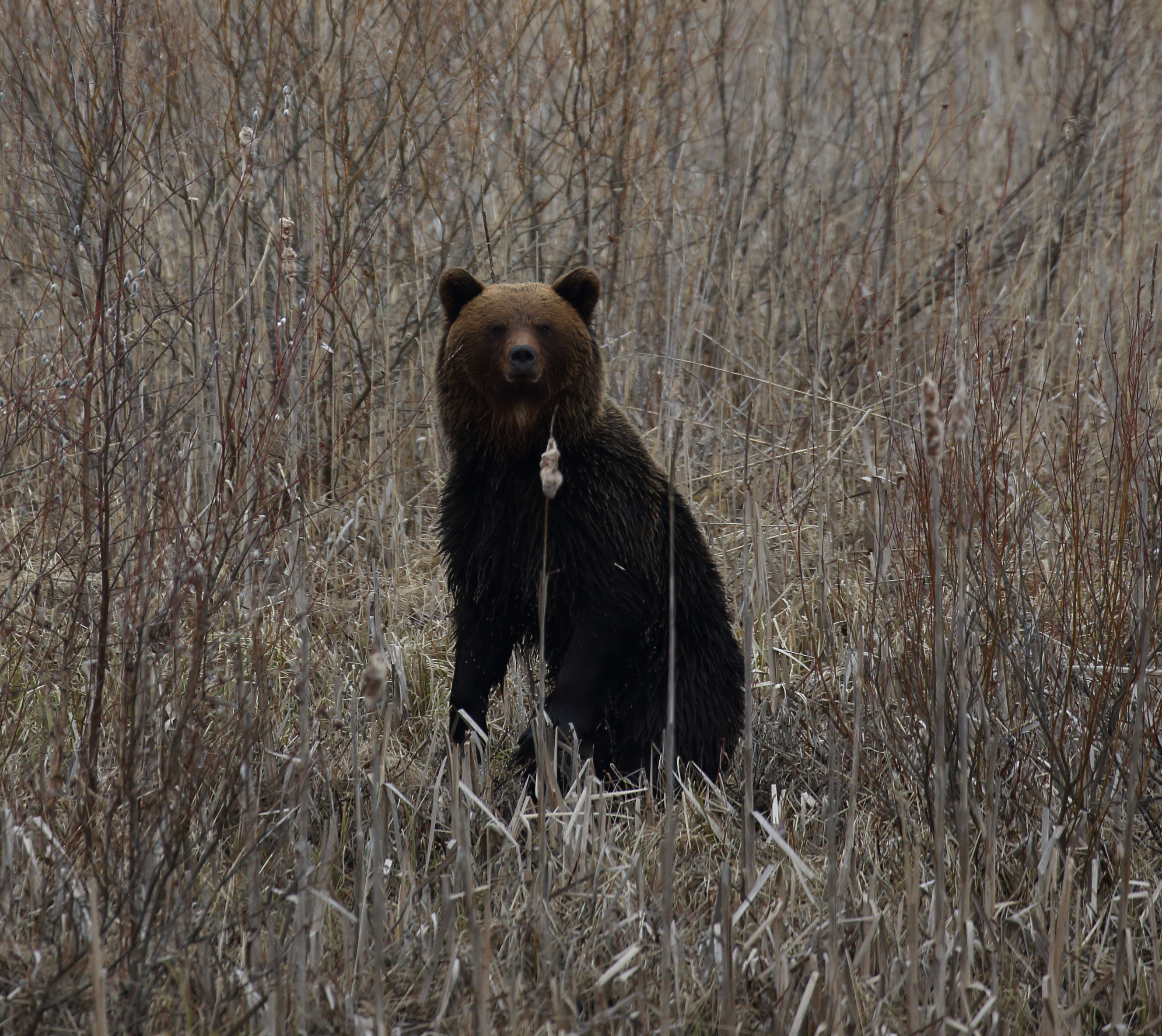 Kipusin rannan tähystyspaikalleni – sadan metrin päässä kahlasi karhu! Kuva: Pertti Koskimies.