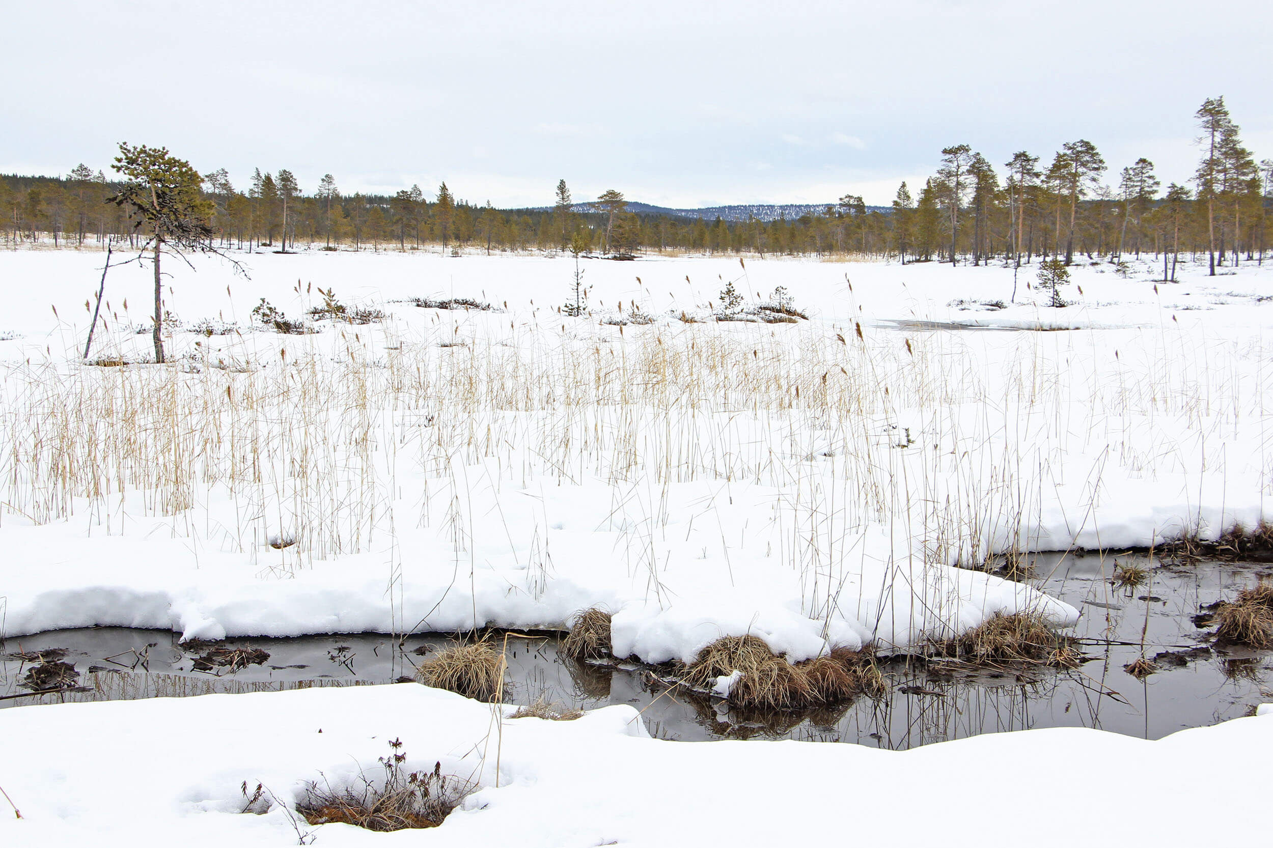 Inarissa järviruoko kasvaa esiintymisalueensa äärirajoilla. Kuva: Matti Mela.